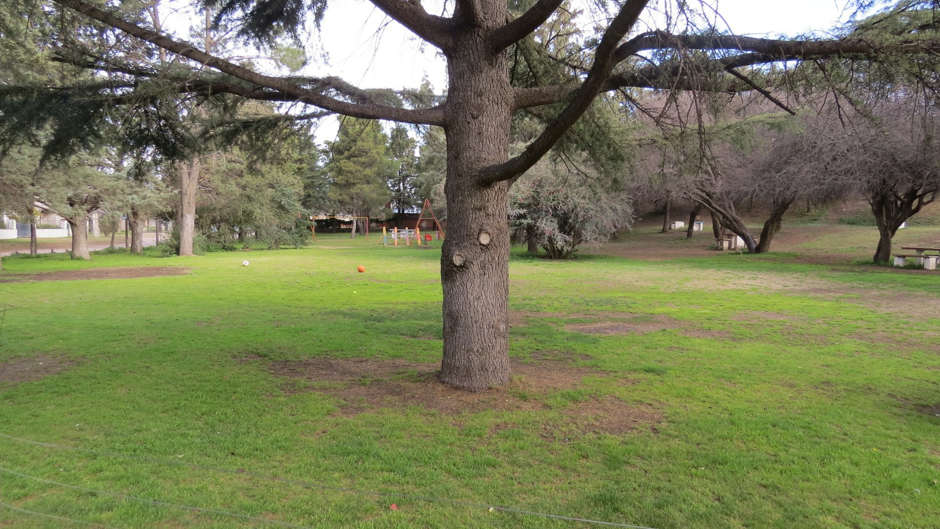 Старое дерево в саду