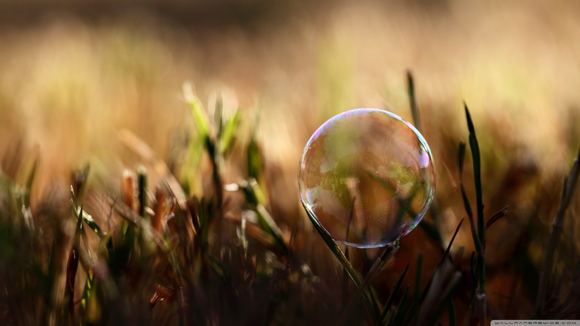 Мыльный пузырь на траве