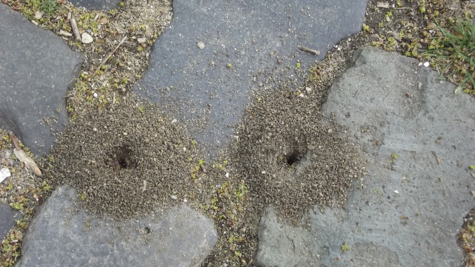 Следы земляных червей среди брусчатки