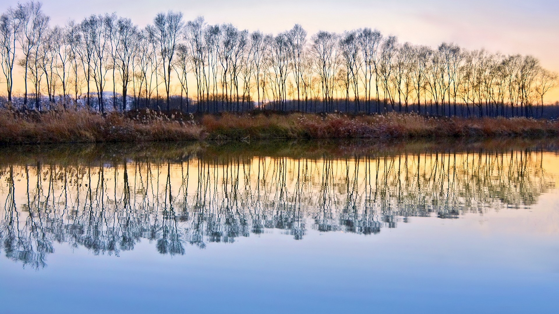 Деревья без листьев отражаются в воде