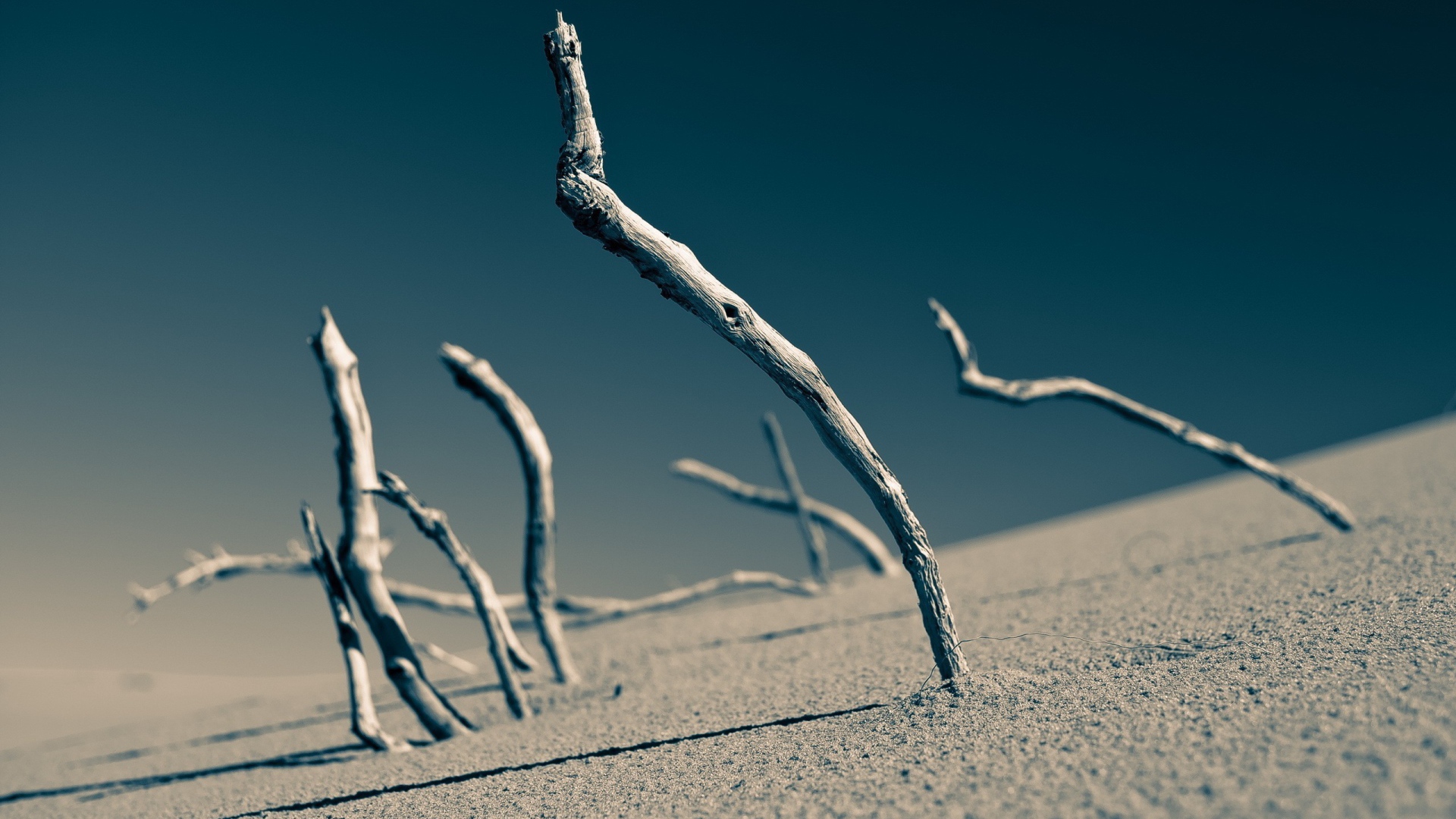 Сухие ветки торчат в песке