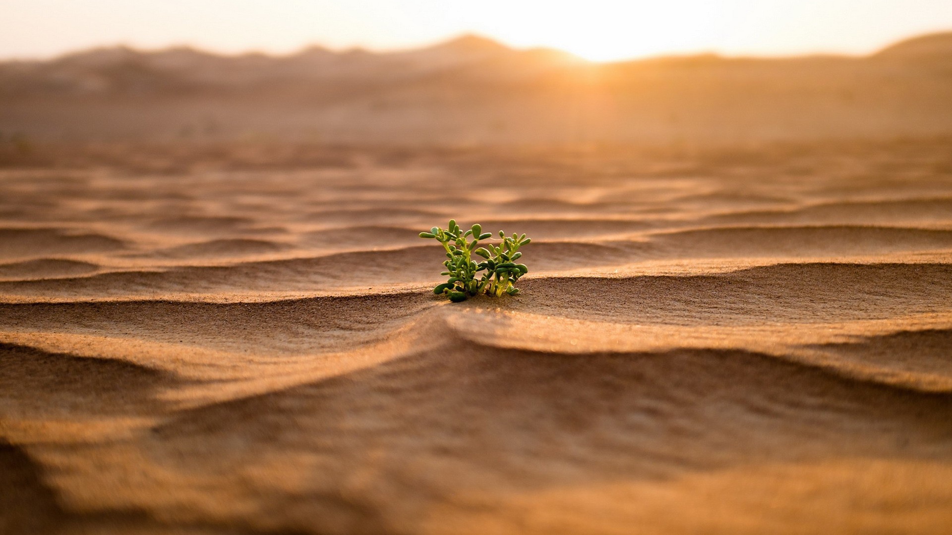 Одинокий зеленый росток среди пустыни