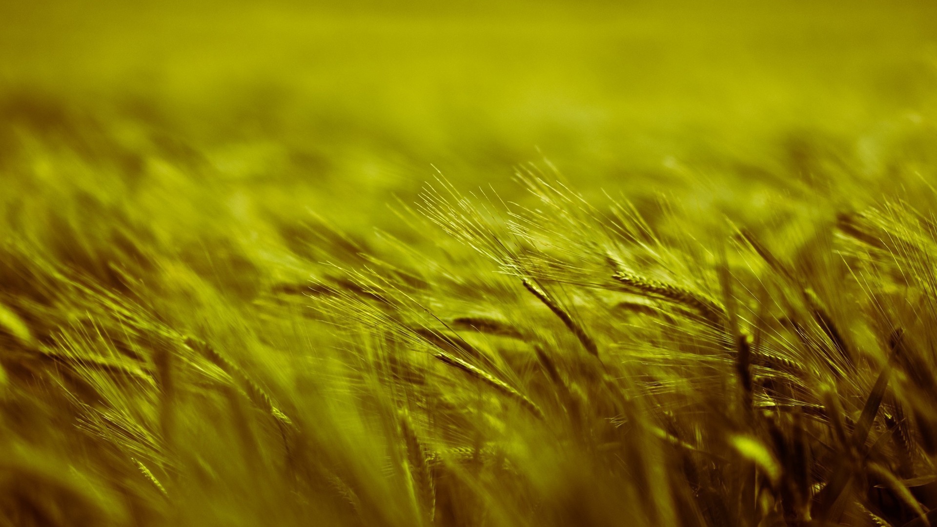 Поле пшеницы во время ветра