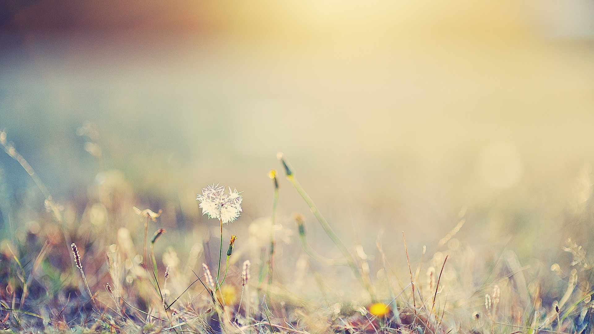 Одинокий одуванчик в поле