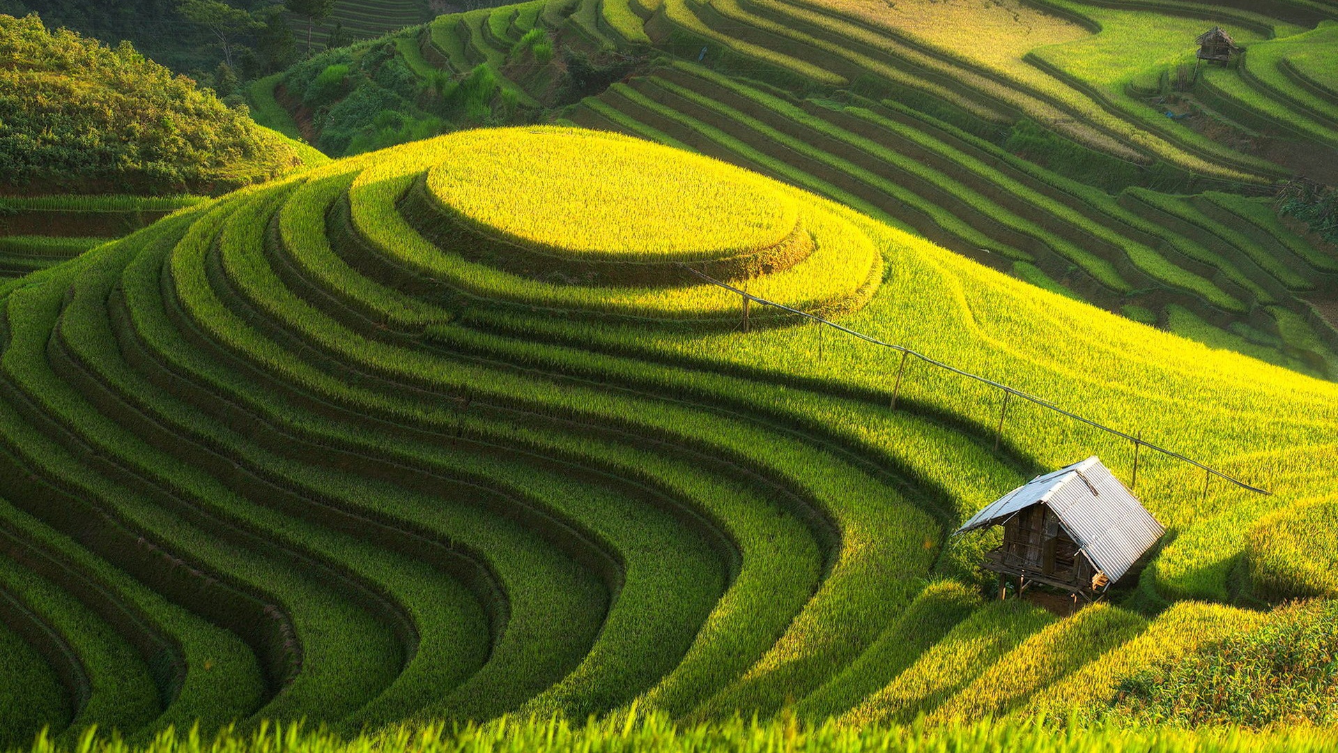 Возделанные поля на холме