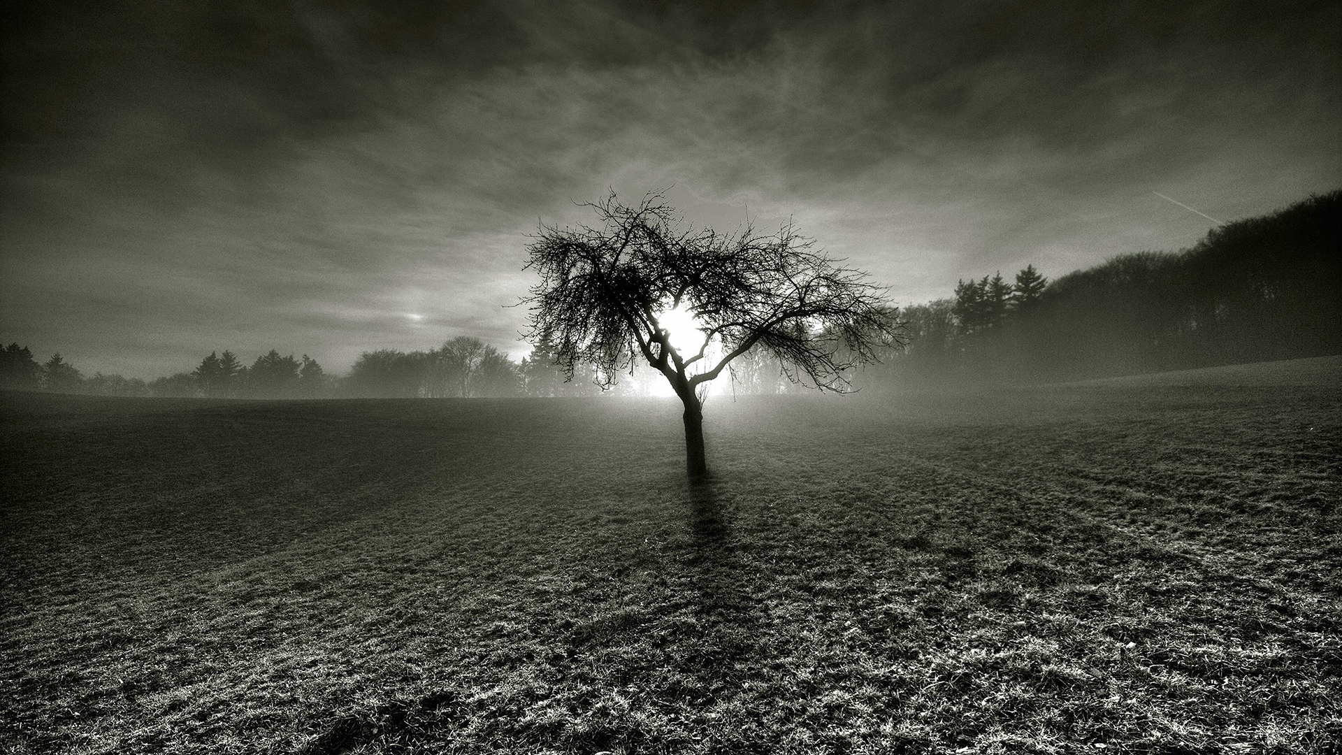Мертвое дерево посреди серого поля