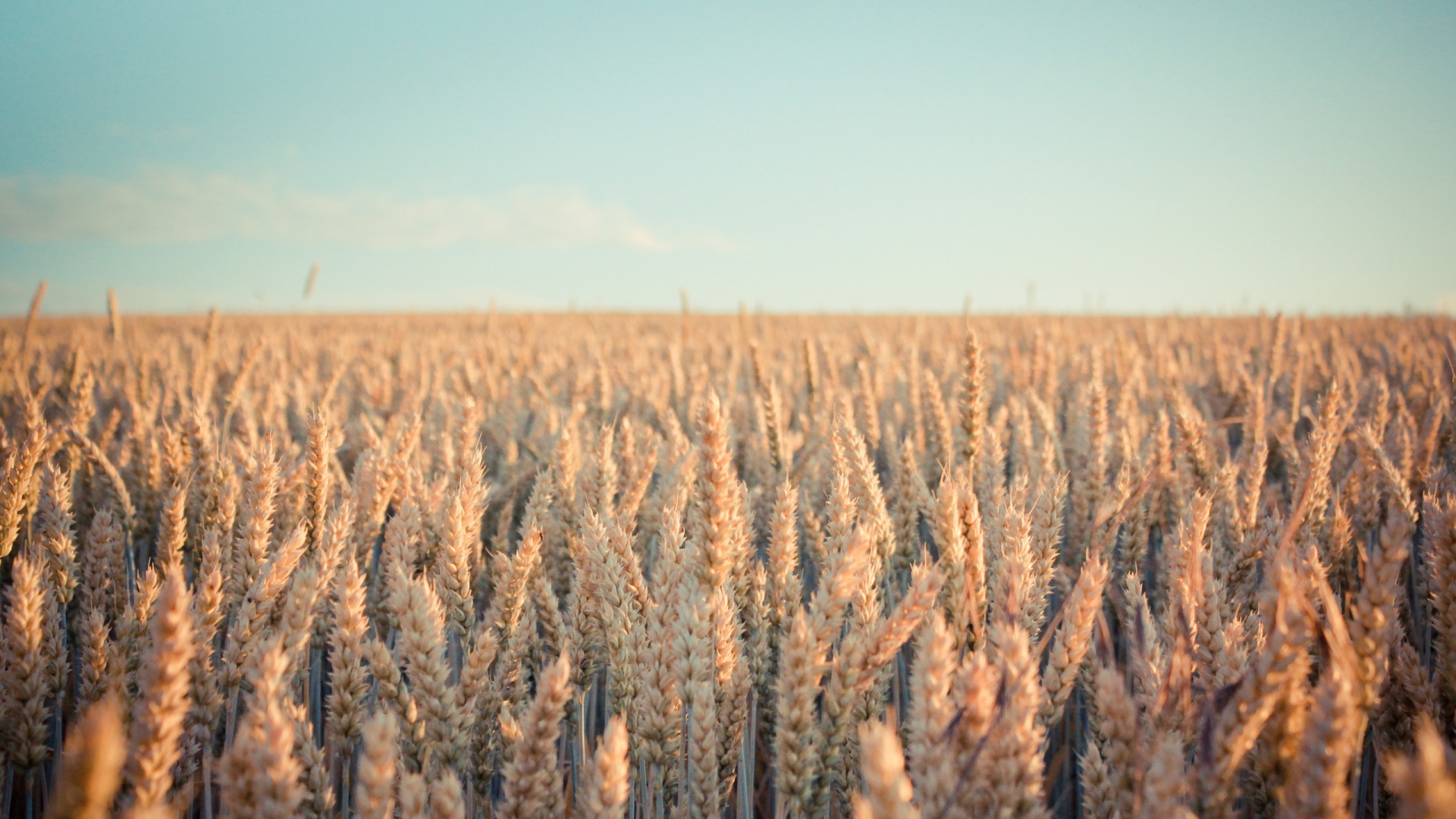 Поле зрелой пшеницы в лучах солнца