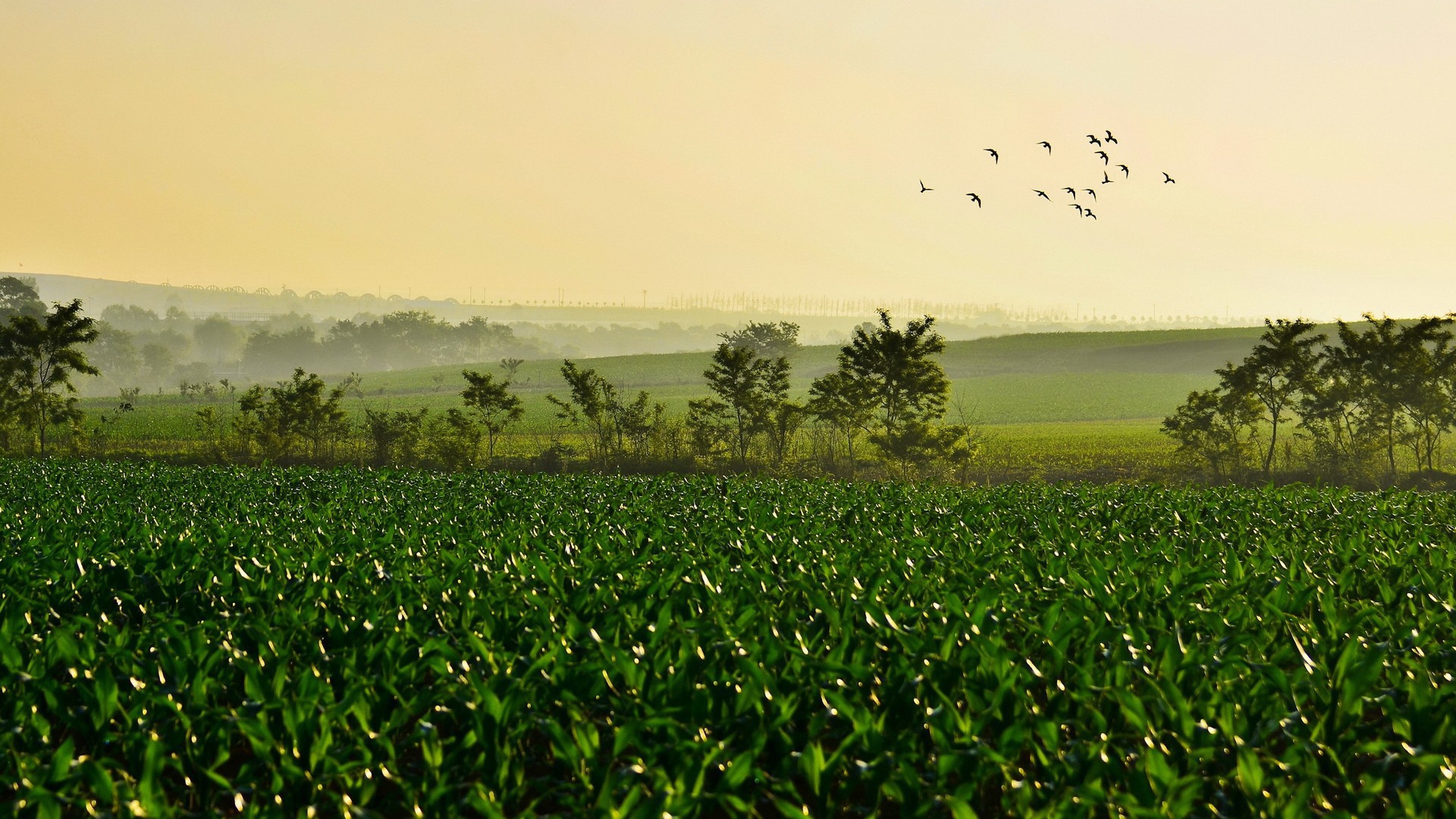 Поле молодых ростков чая