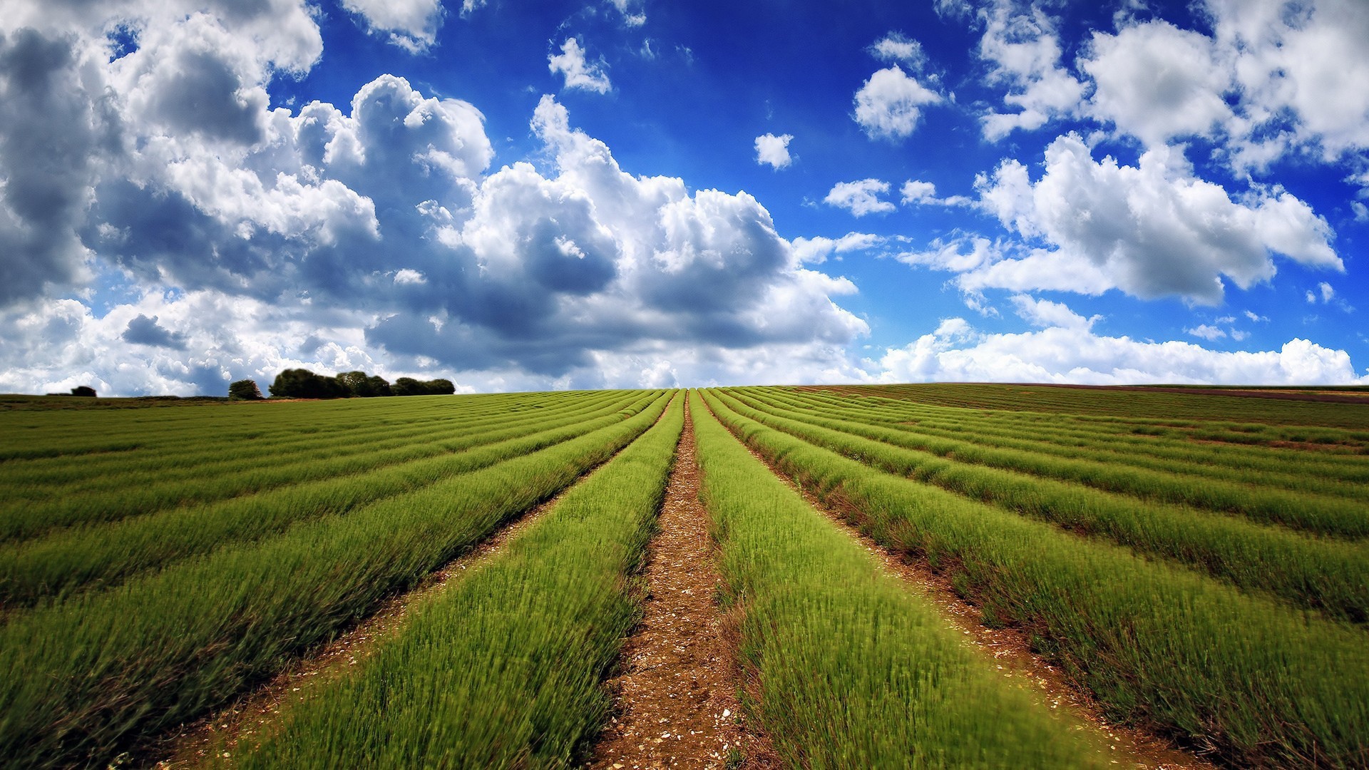 Аккуратные ряды молодой лаванды