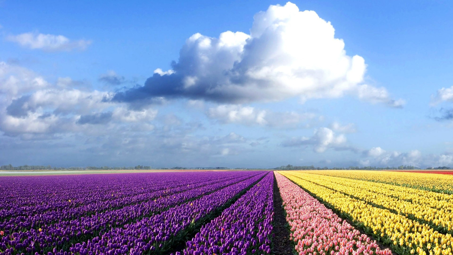 Фиолетовые, желтые и розовые тюльпаны на поле