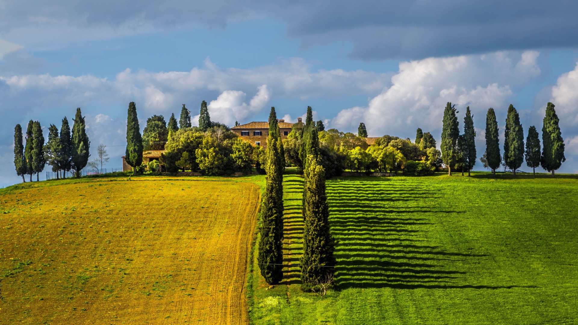Ряды тополей между полями