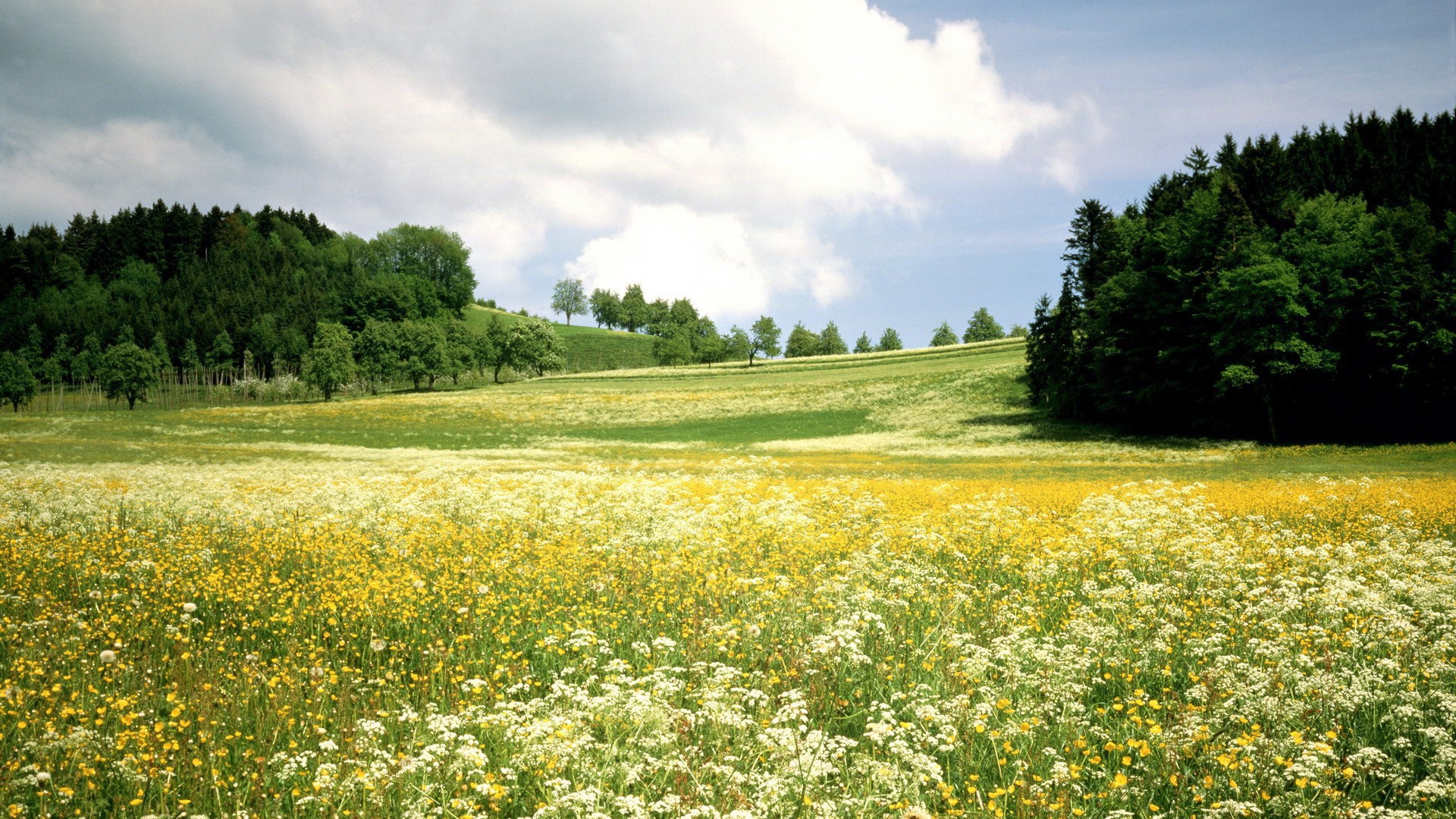 Белые и желтые цветы на поле среди деревьев