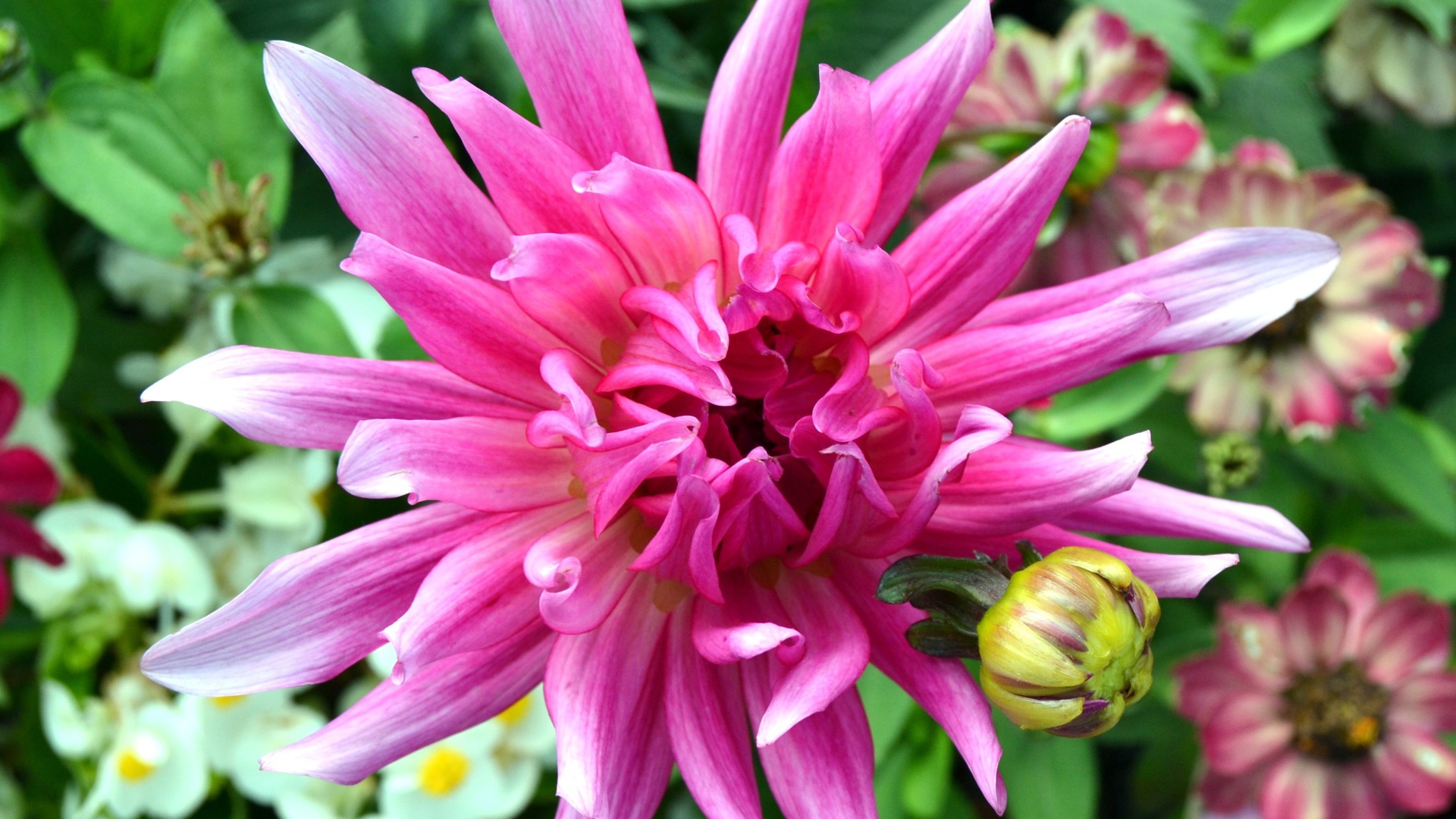 Яркий розовый экзотический цветок