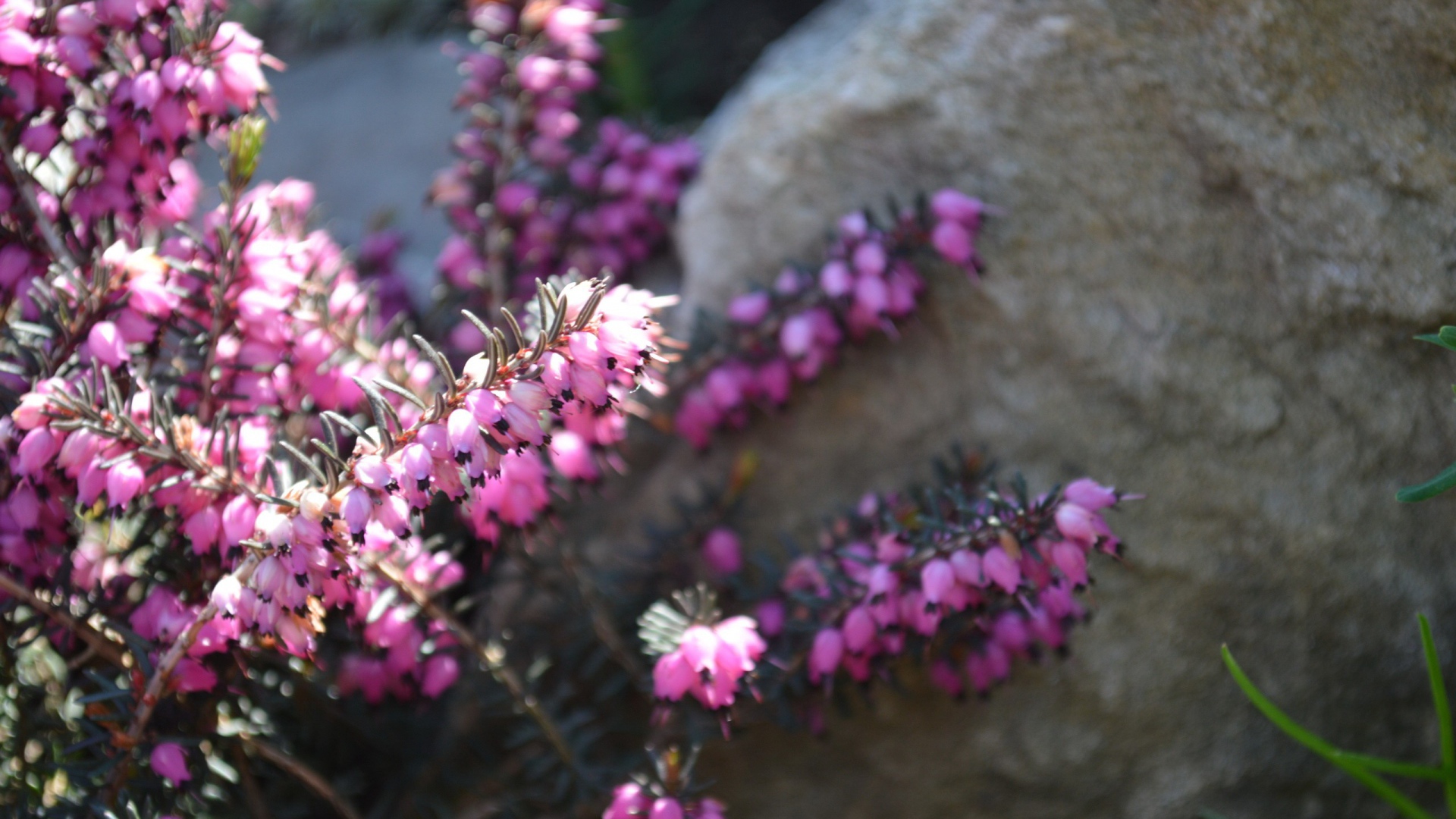 Кисти розовых цветов у камня