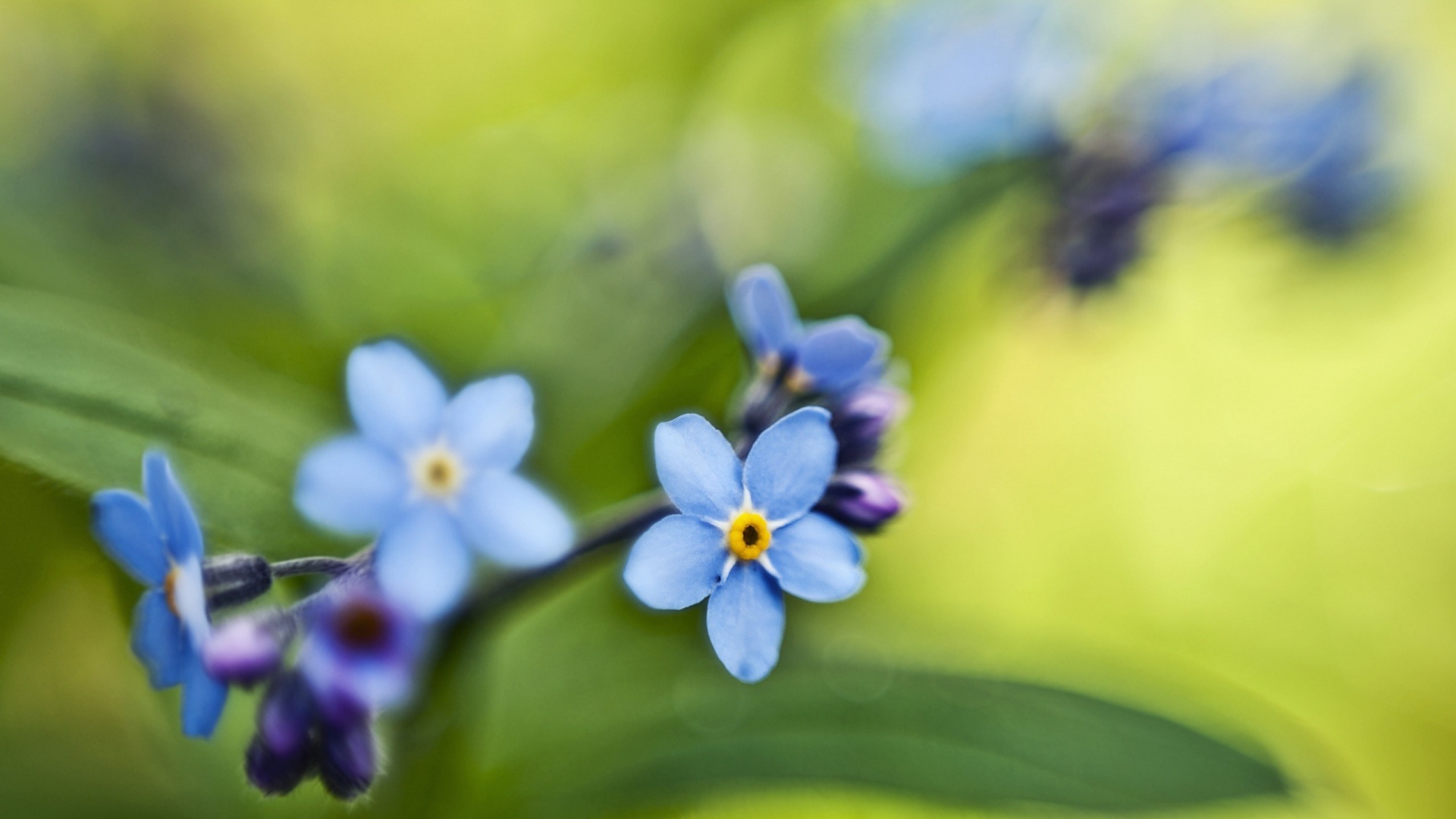 Незабудки на зеленом листе