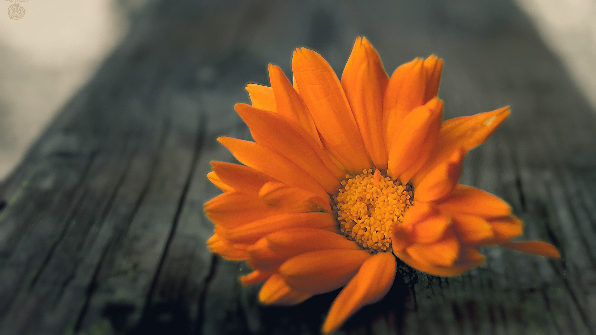 Оранжевый цветок на деревянной доске