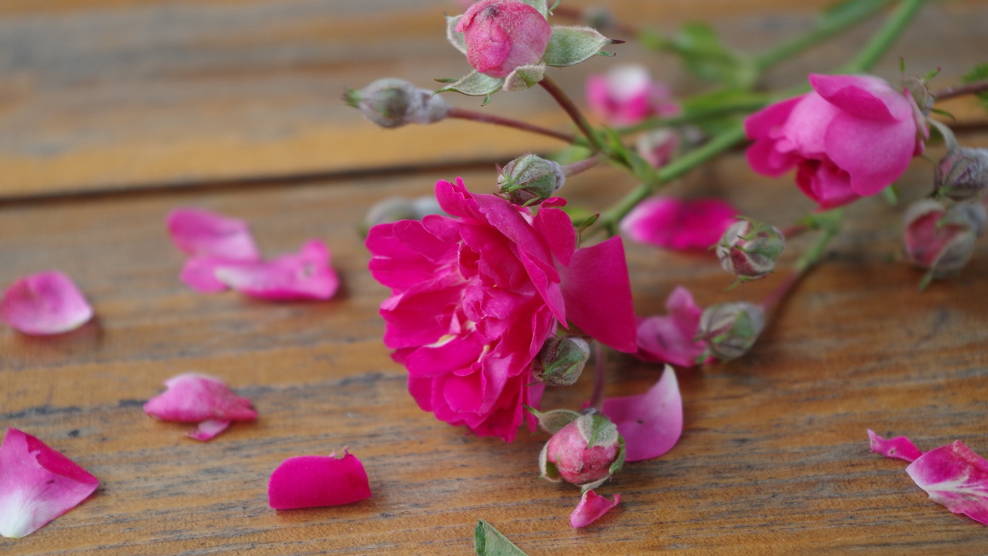 Розовый цветок среди лепестков на деревянной поверхности