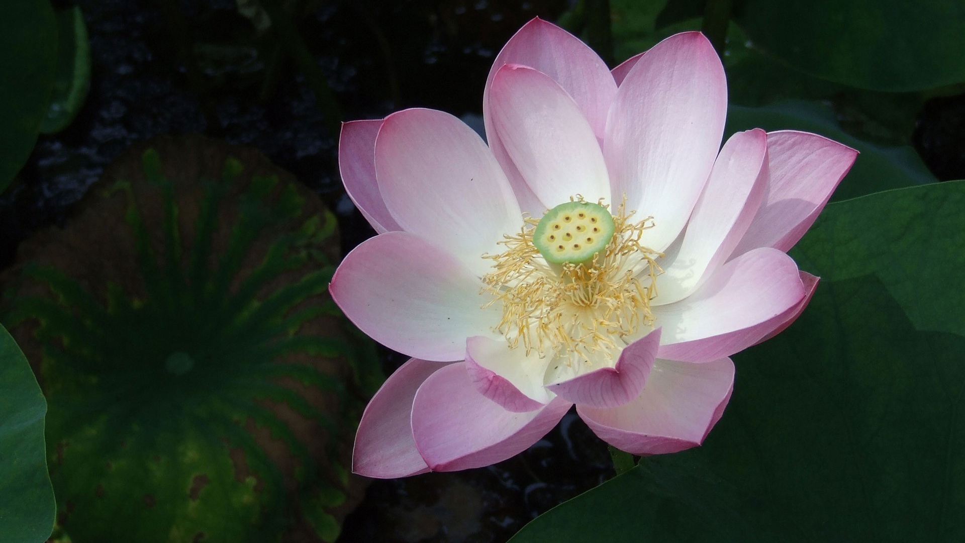 Розовая лилия на воде