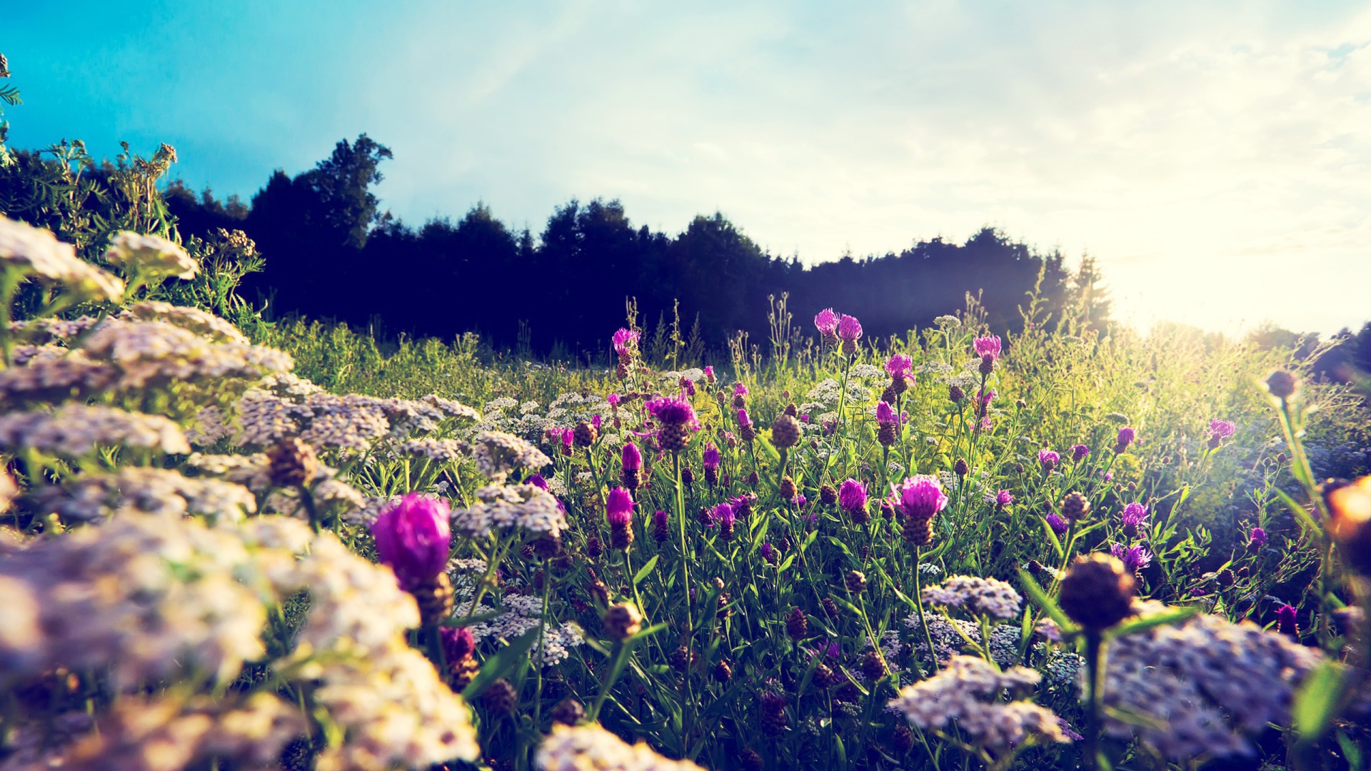 Фиолетовые цветы среди камней