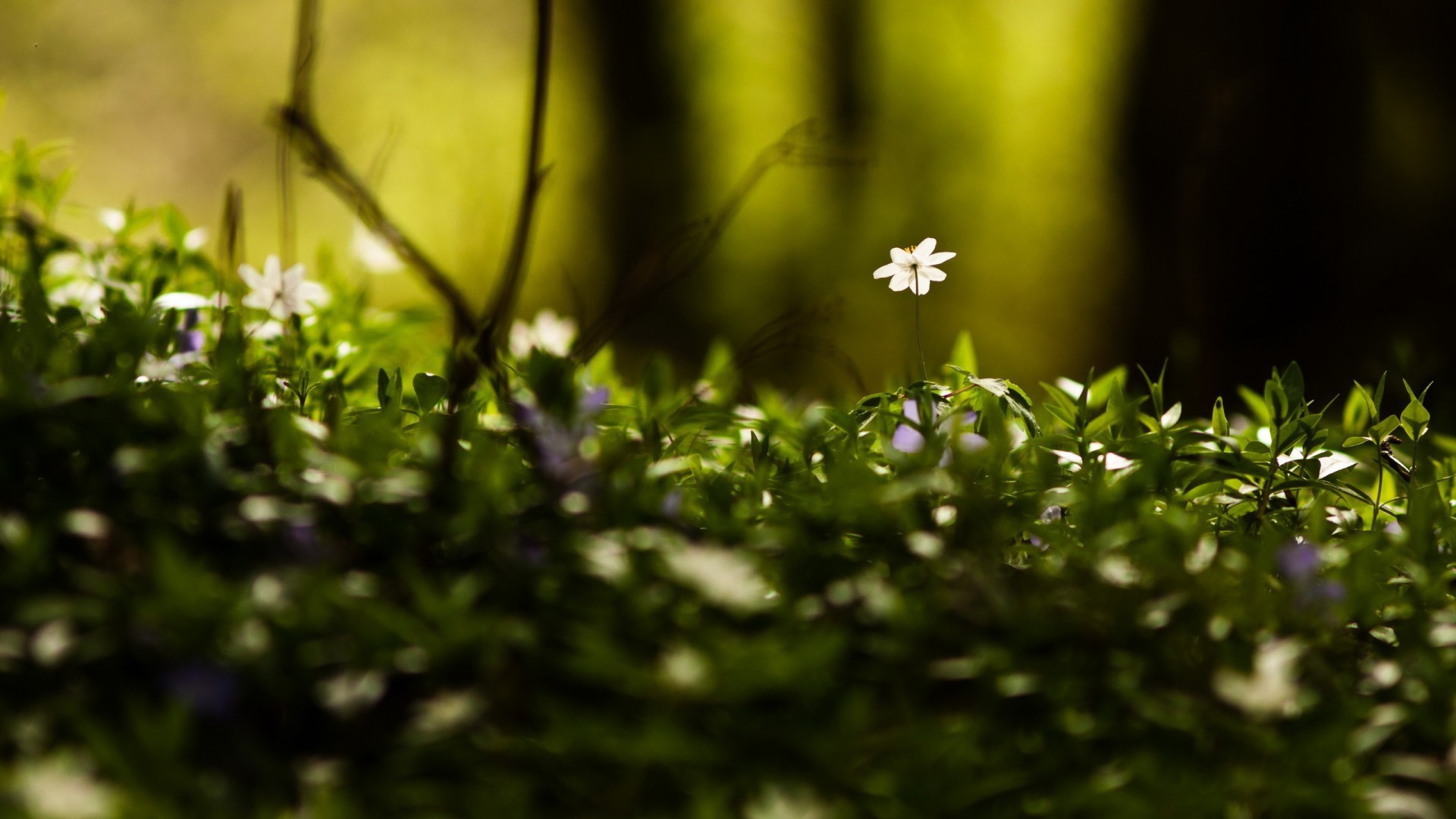 Маленькие белые цветы среди зелени в лесу
