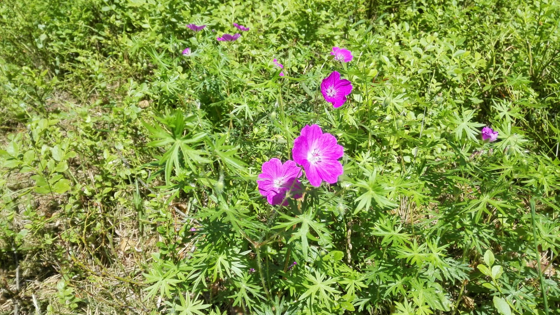 Летние цветы в зеленой траве