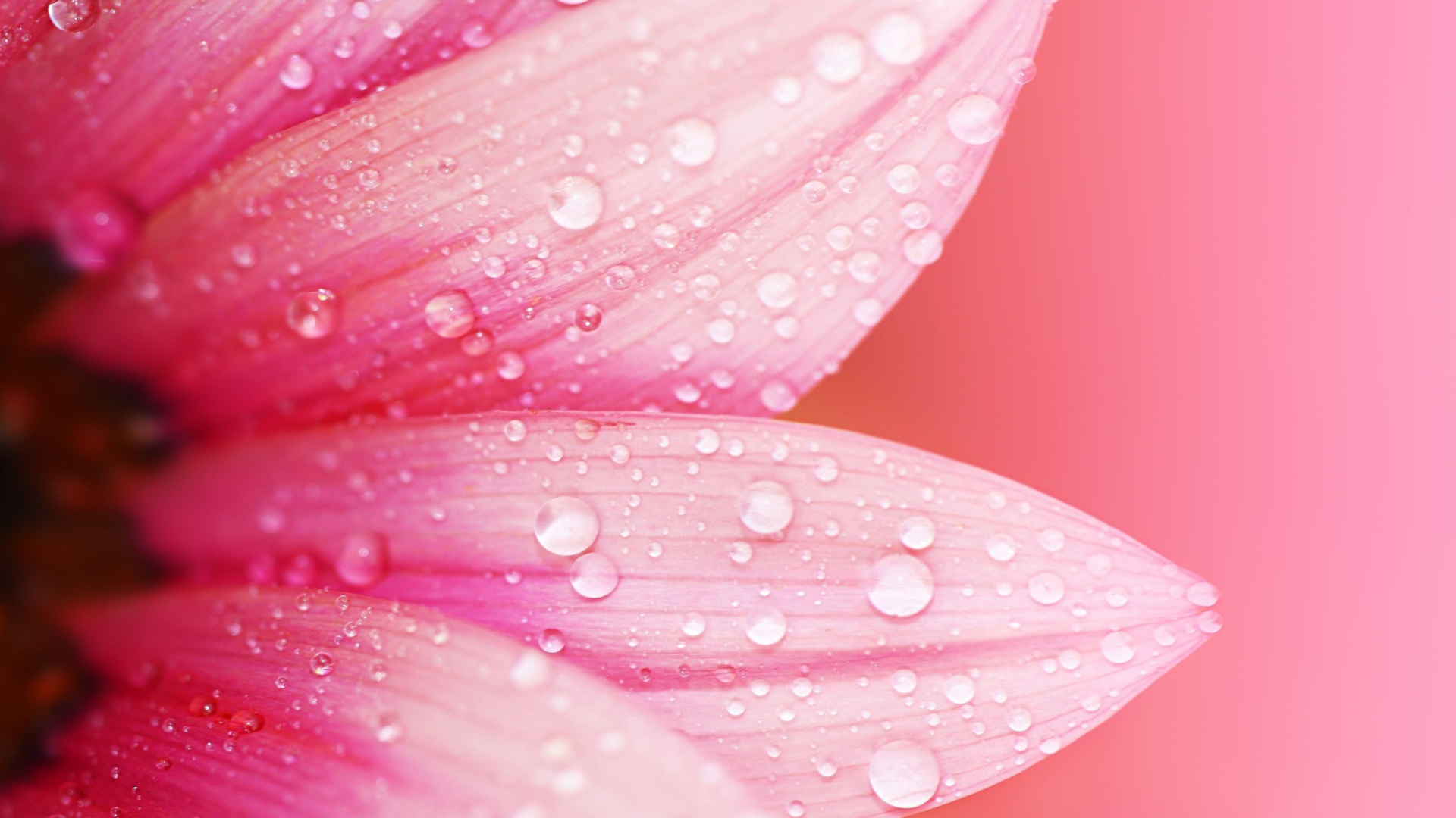 Влажные лепестки розового цветка