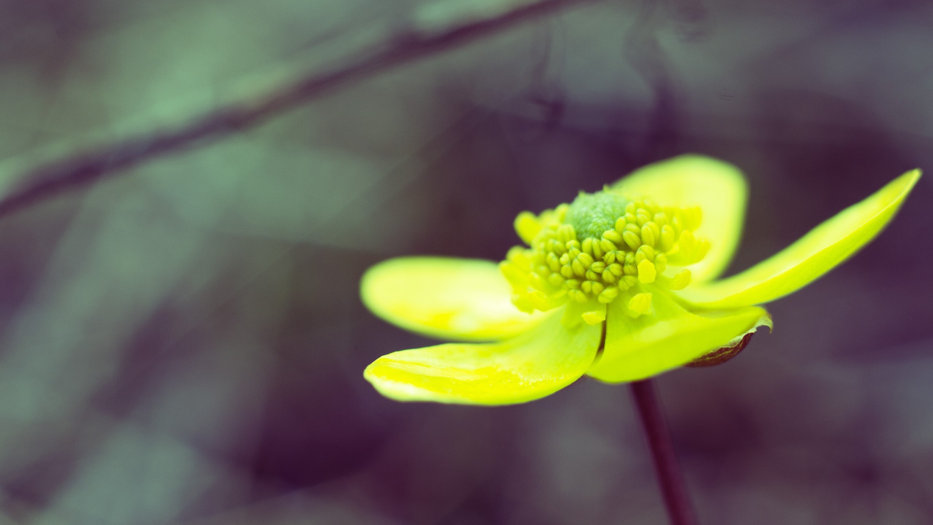 Желто зеленый цветок на сером фоне