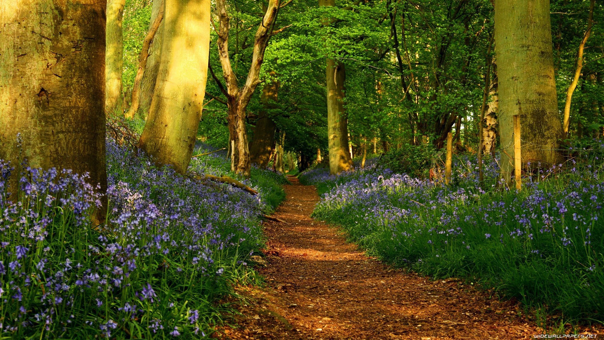 Голубые цветы по обочинам тропы в лесу