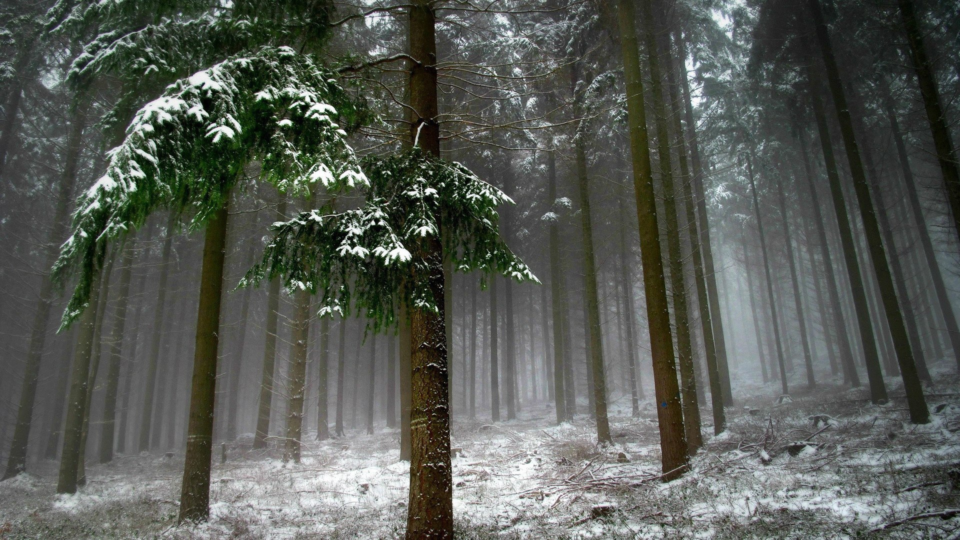 Холодный зимний лес