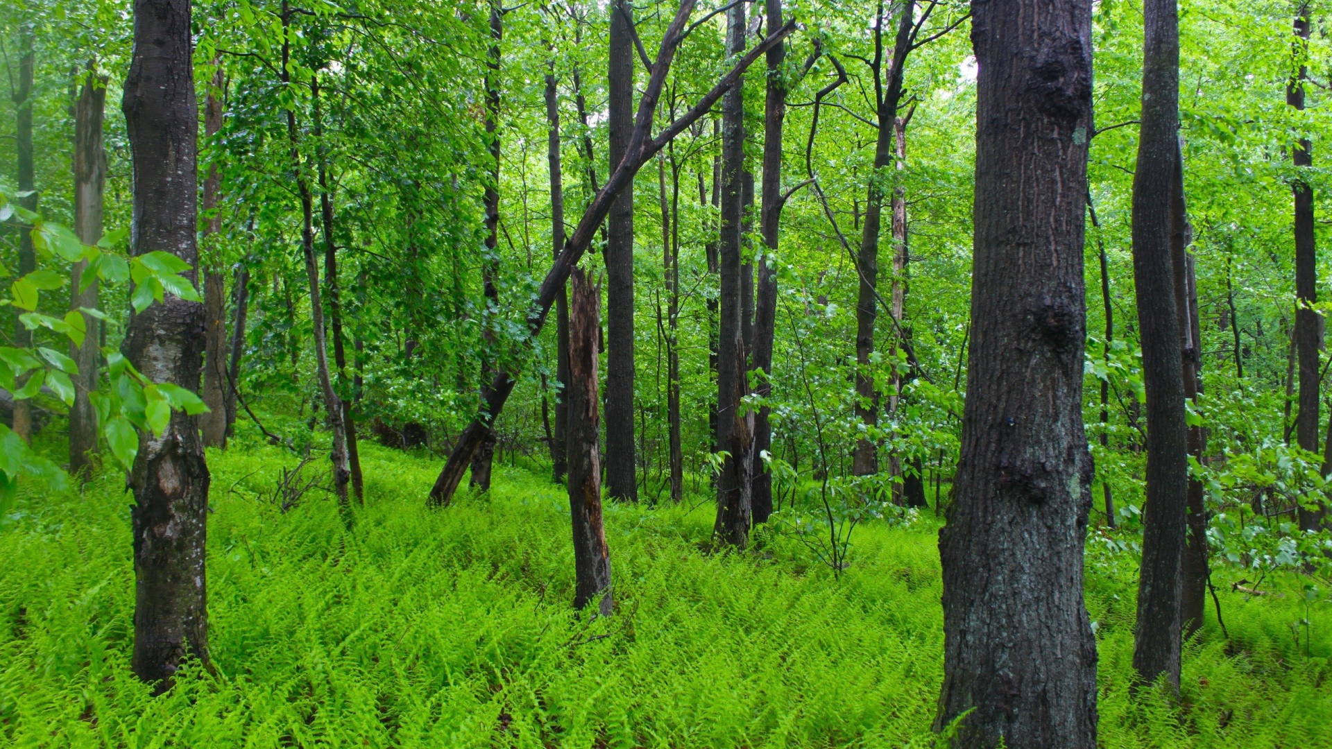 Заросли папоротника в лесу