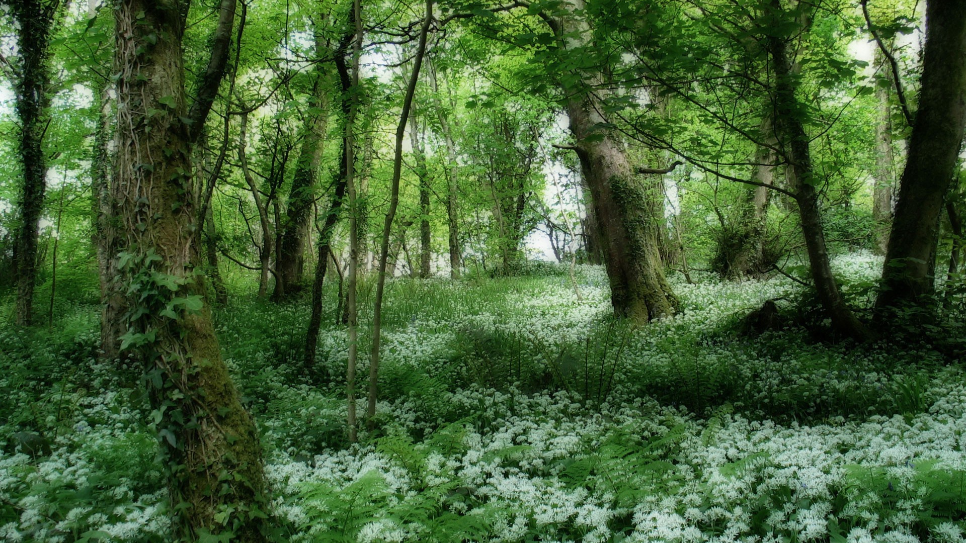 Цветы в весеннем лесу
