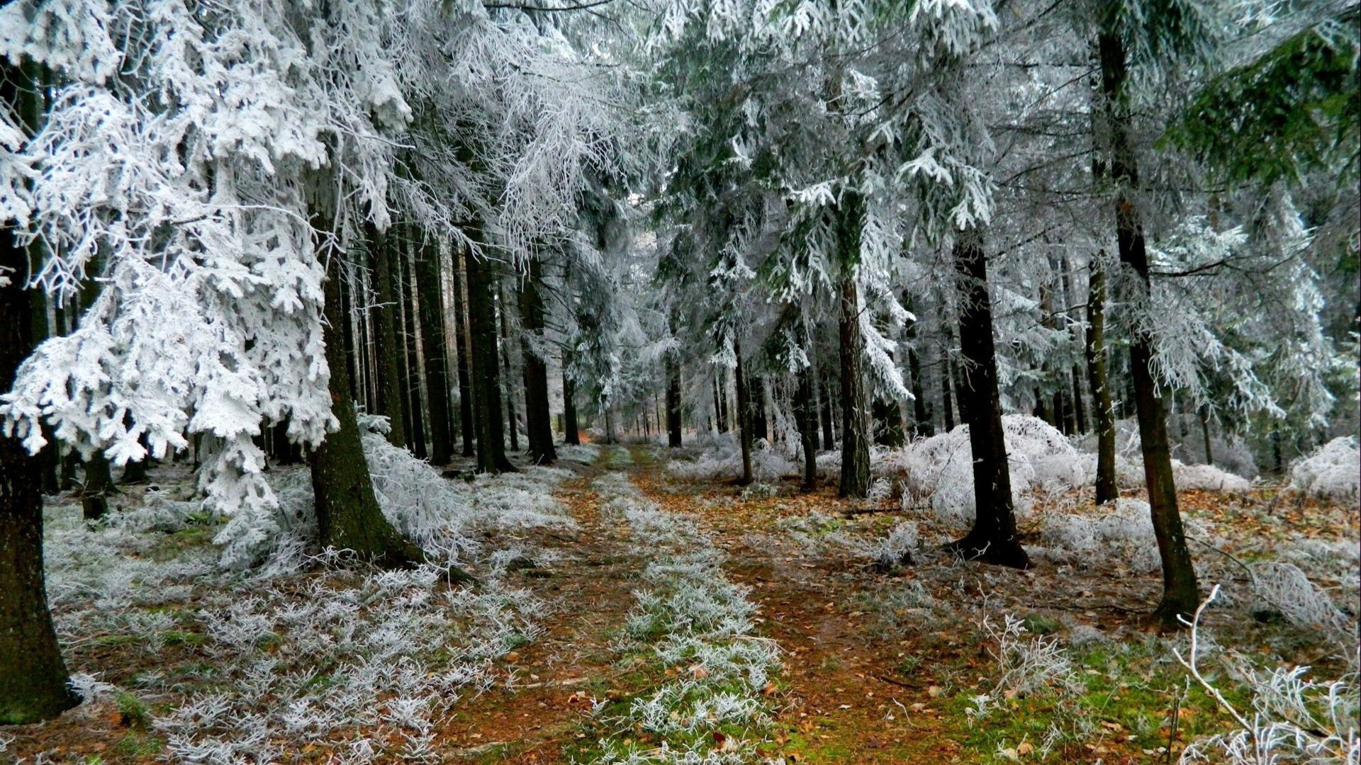 Иней в лесу