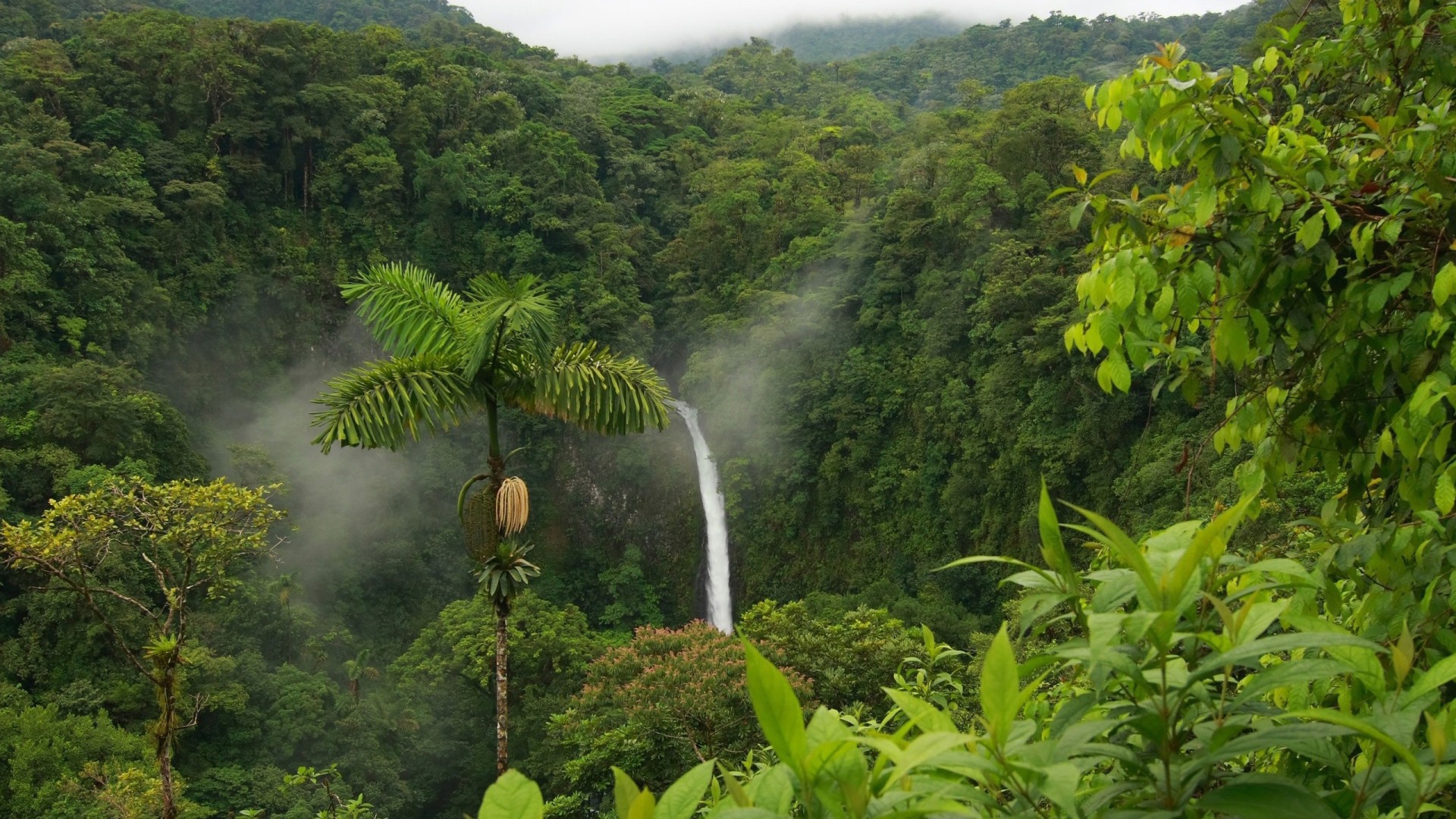 Одинокая пальма в джунглях