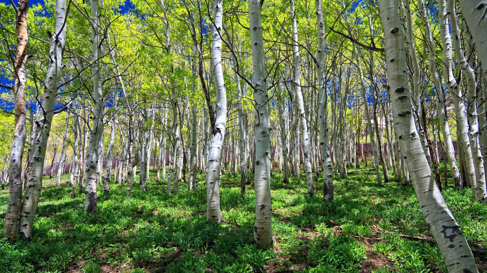 Весенняя березовая роща