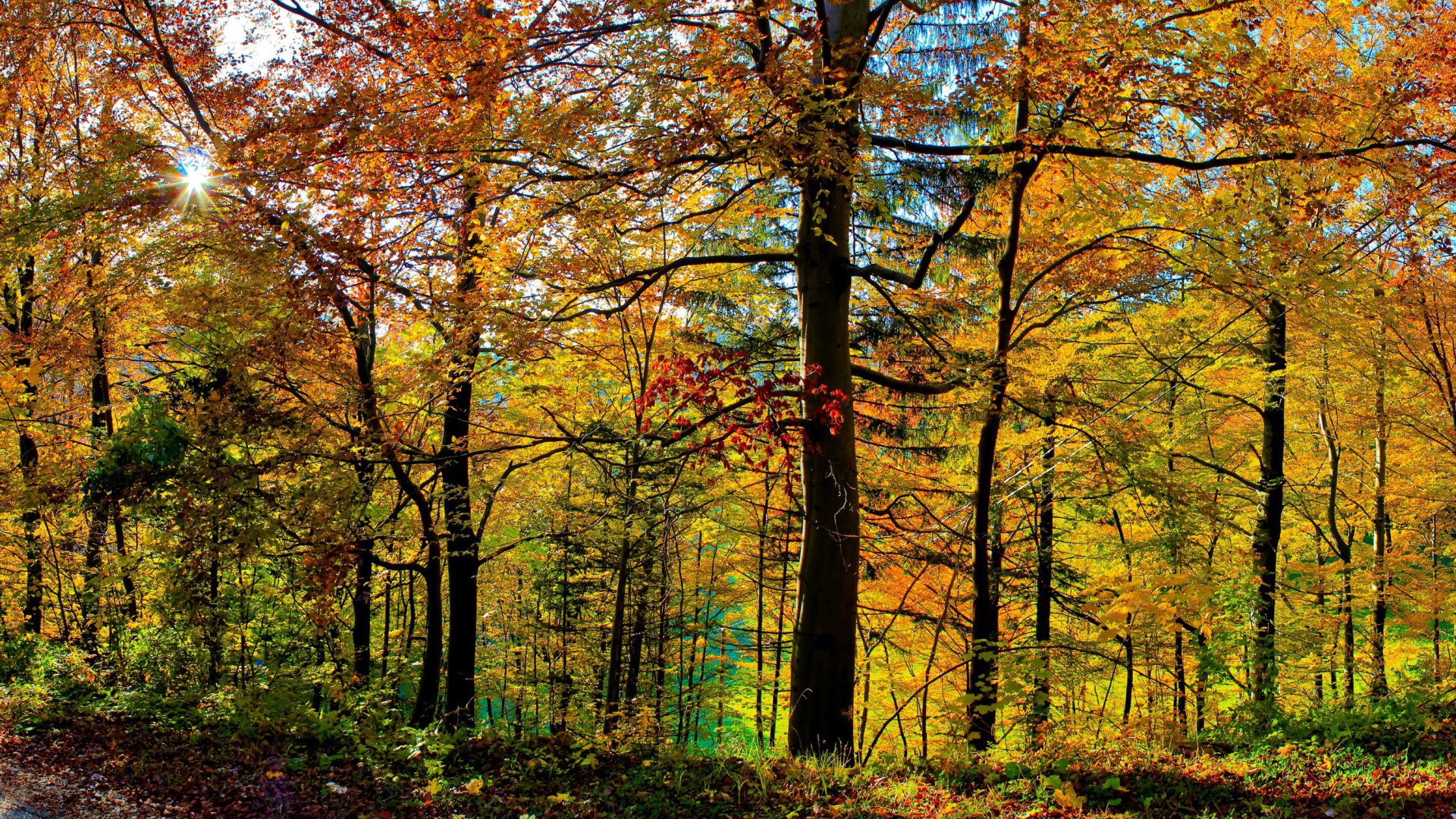 Густой осенний лес