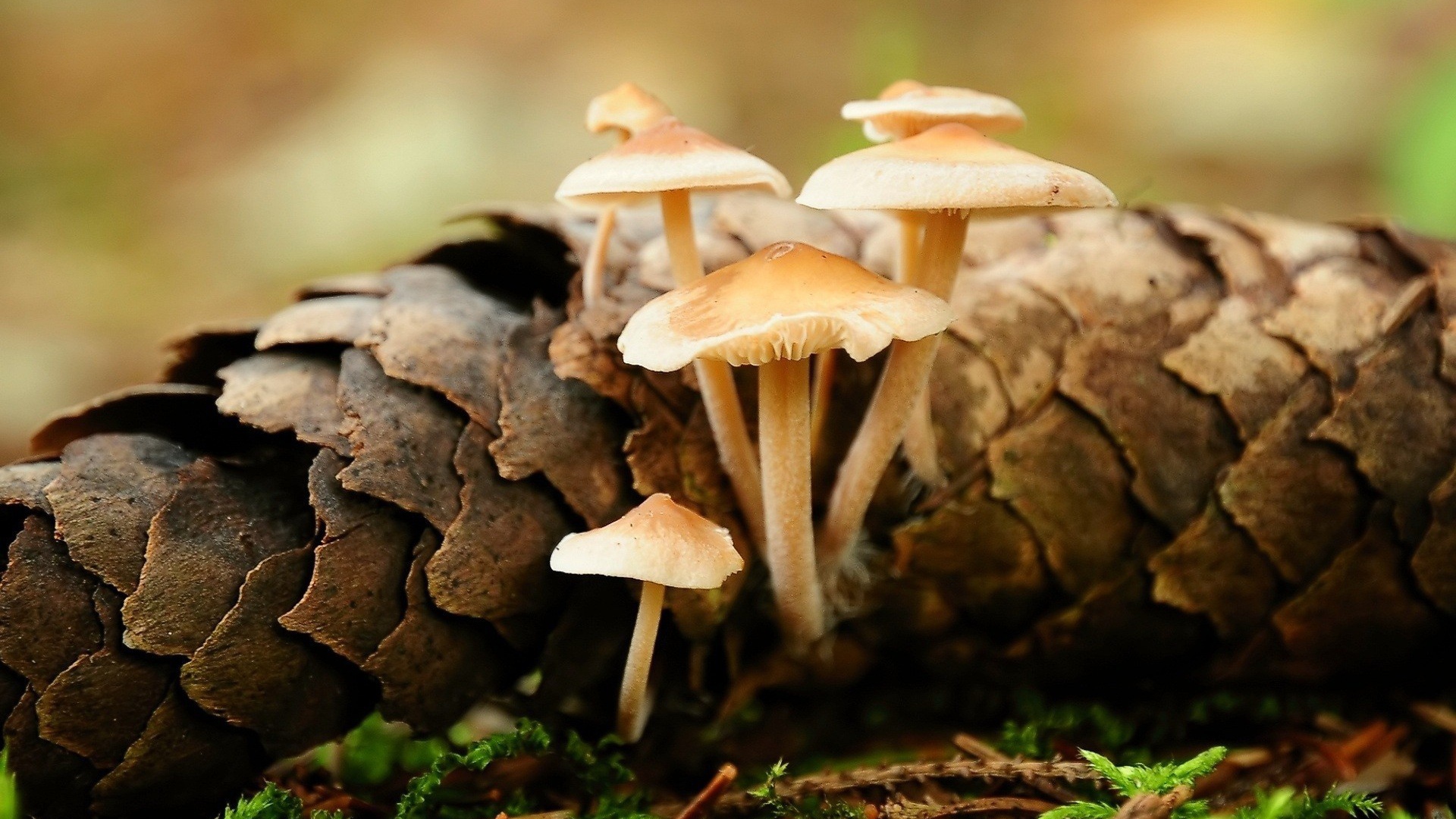 Грибы прорастают сквозь шишку