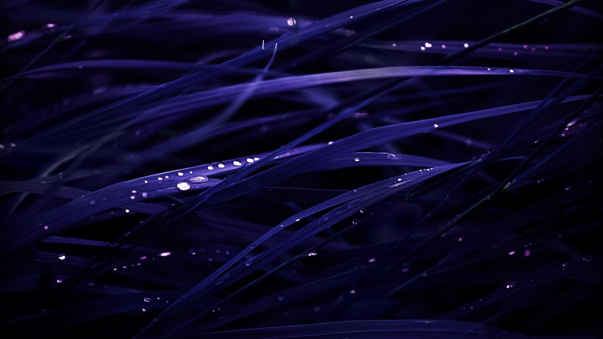 Роса на темно синей траве