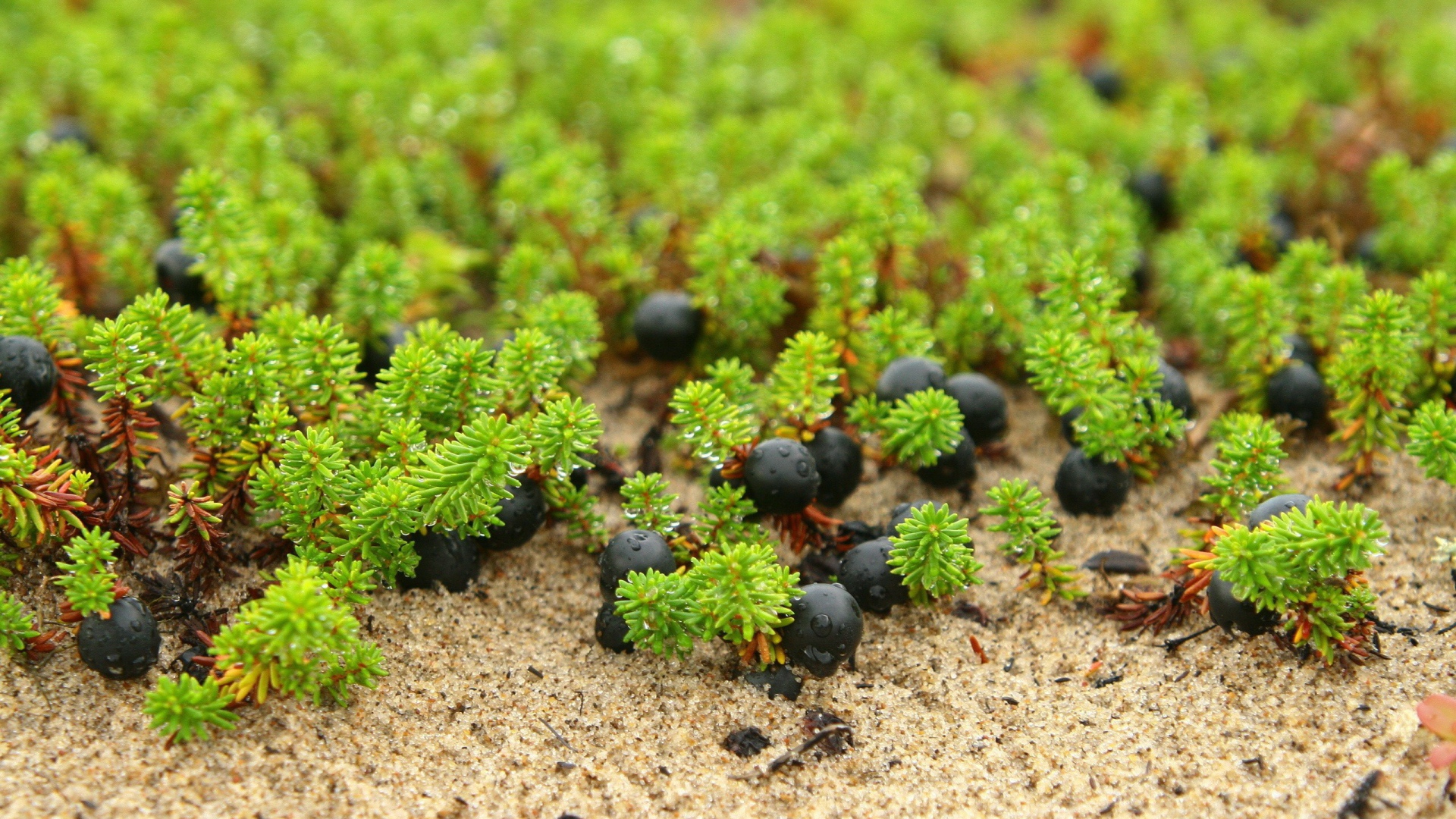Ягоды и ростки на песке