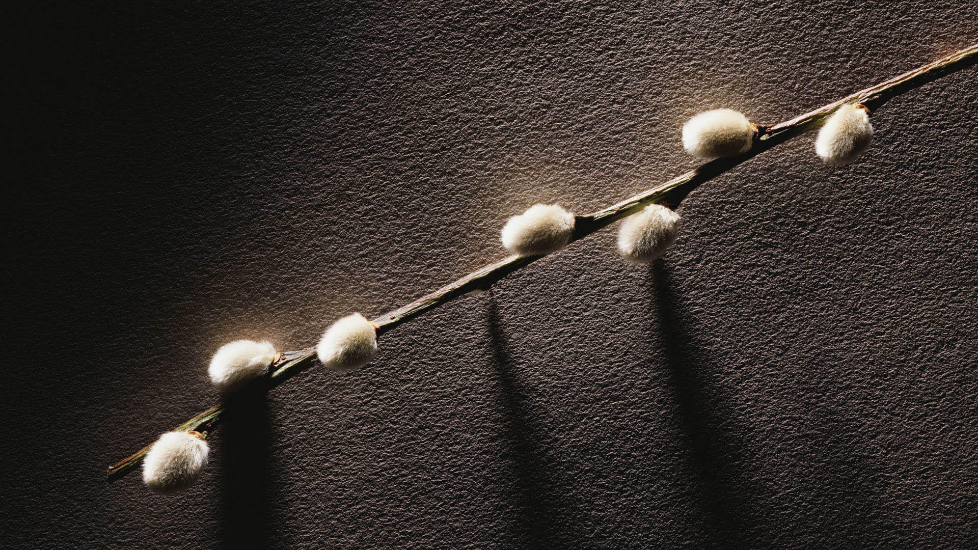 Веточка с весенними почками