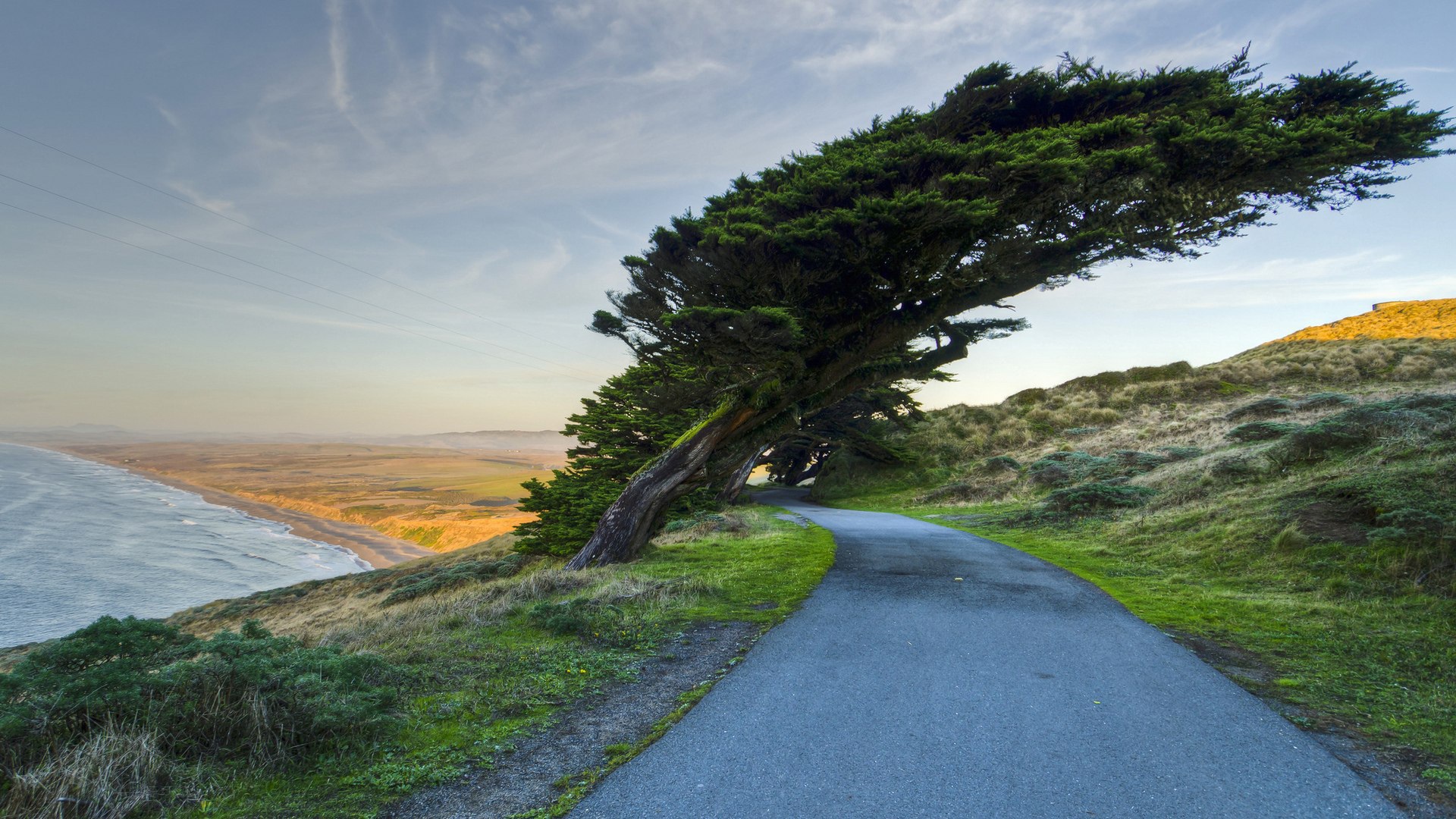 Кипарис на побережье