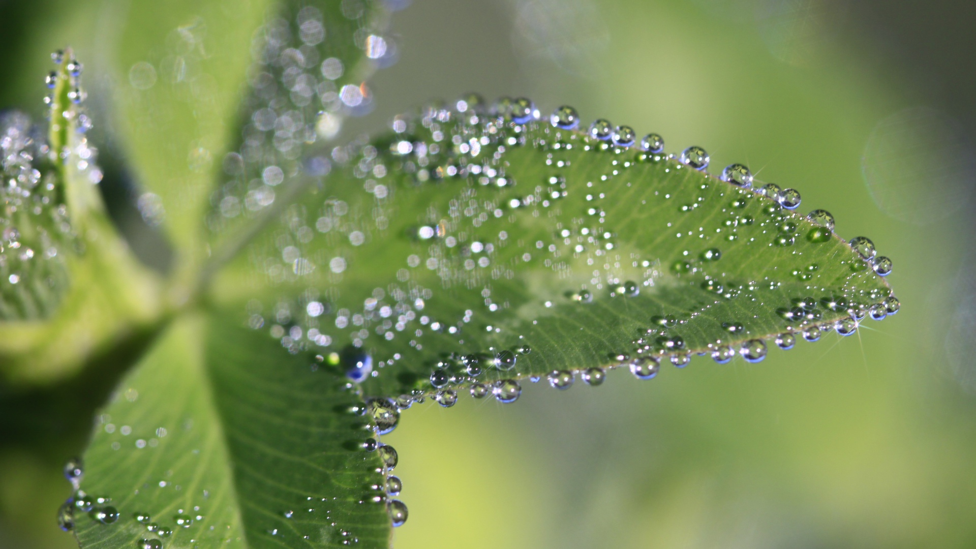 Капли росы на зеленых листьях