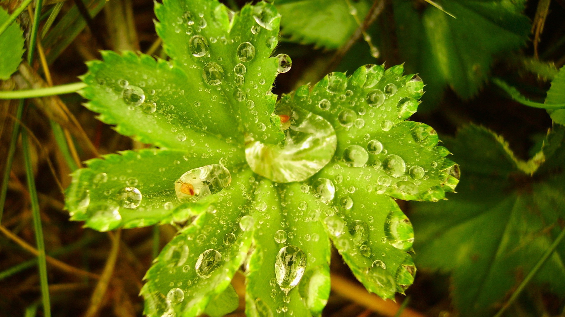 Капли воды в большом листке