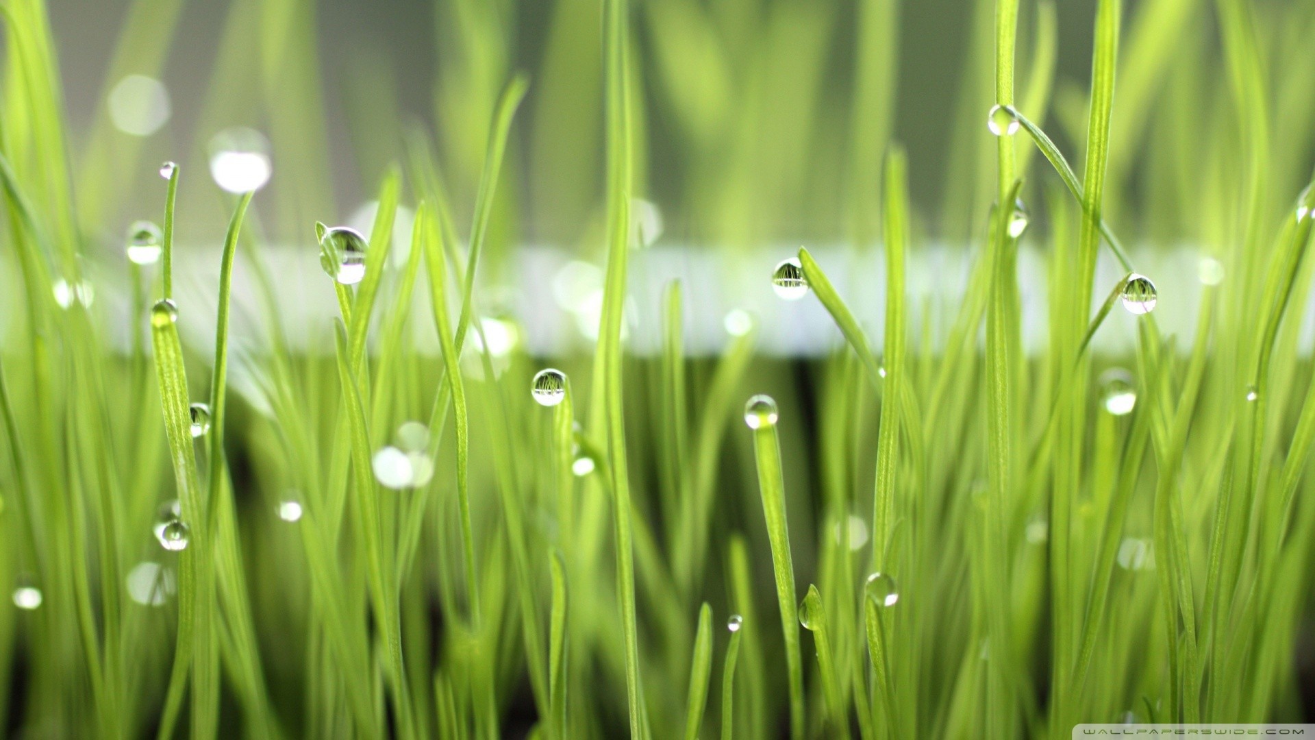 Зеленая трава после дождя