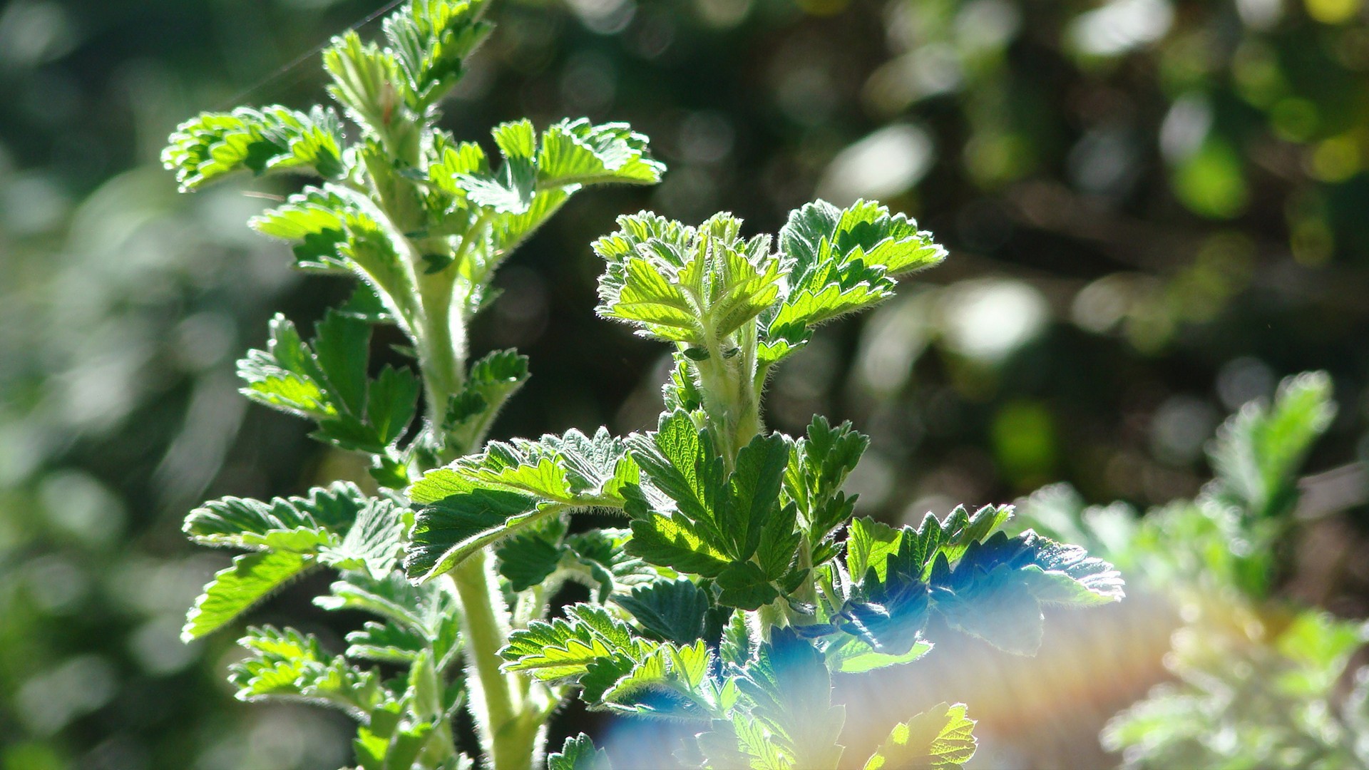 Зеленые ростки в лучах солнца