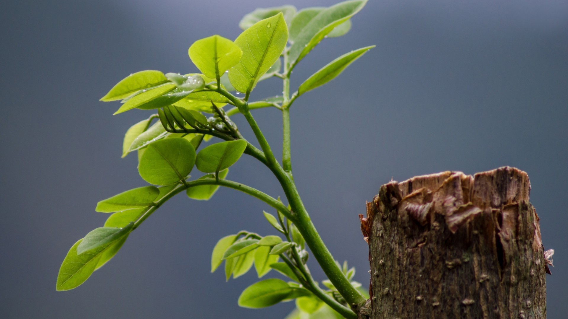 Зеленый росток на обрубке ствола