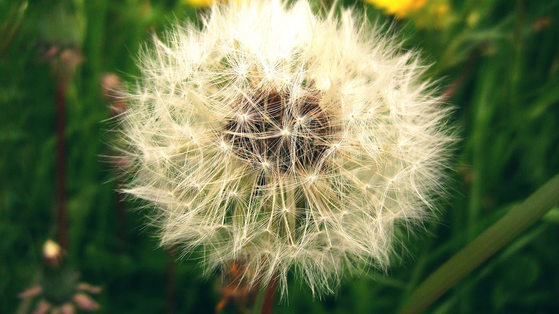 Созревший пушистый одуванчик