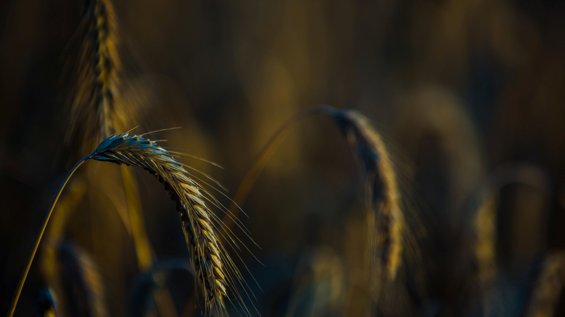 Налившийся колосок склонился вниз