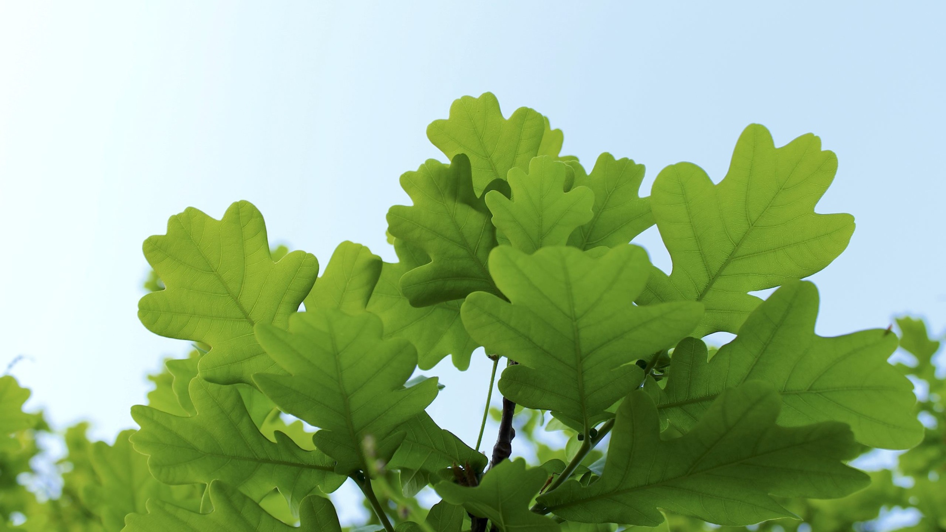 Листья дуба на фоне неба