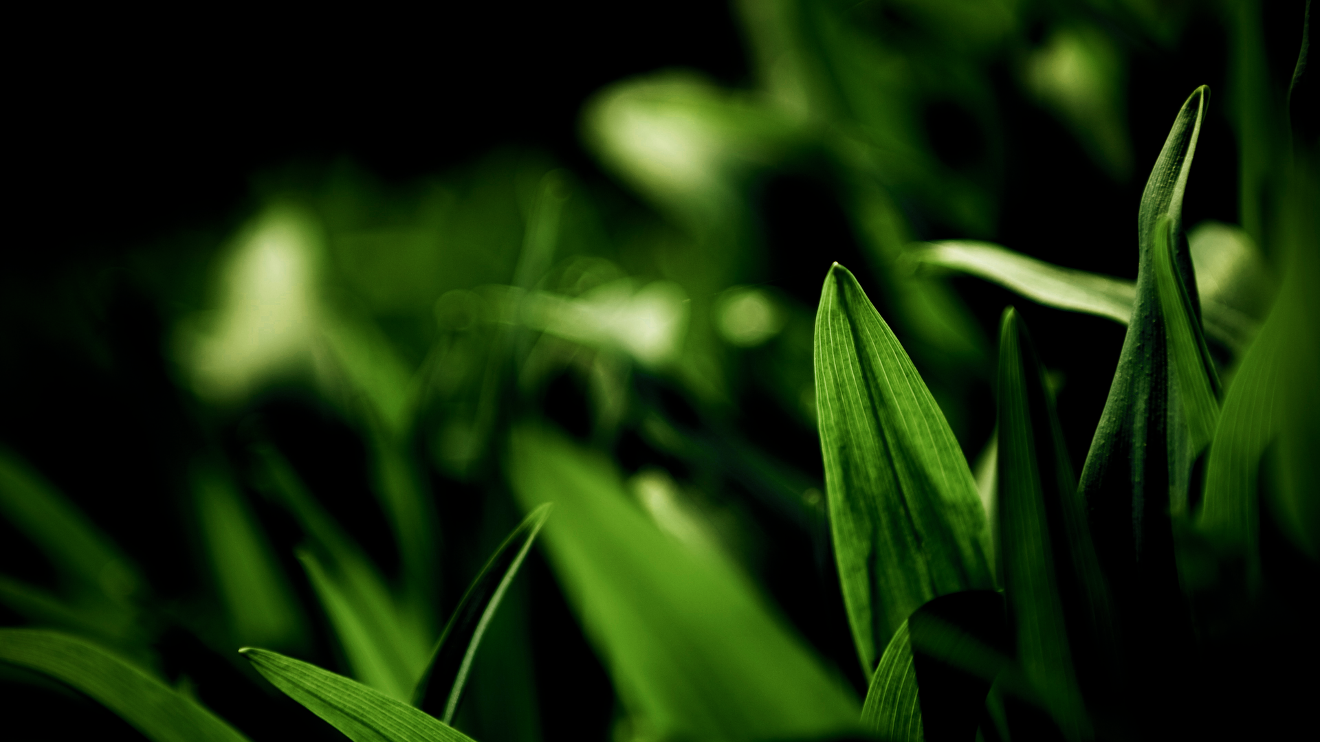 Фотография молодых зеленых травинок