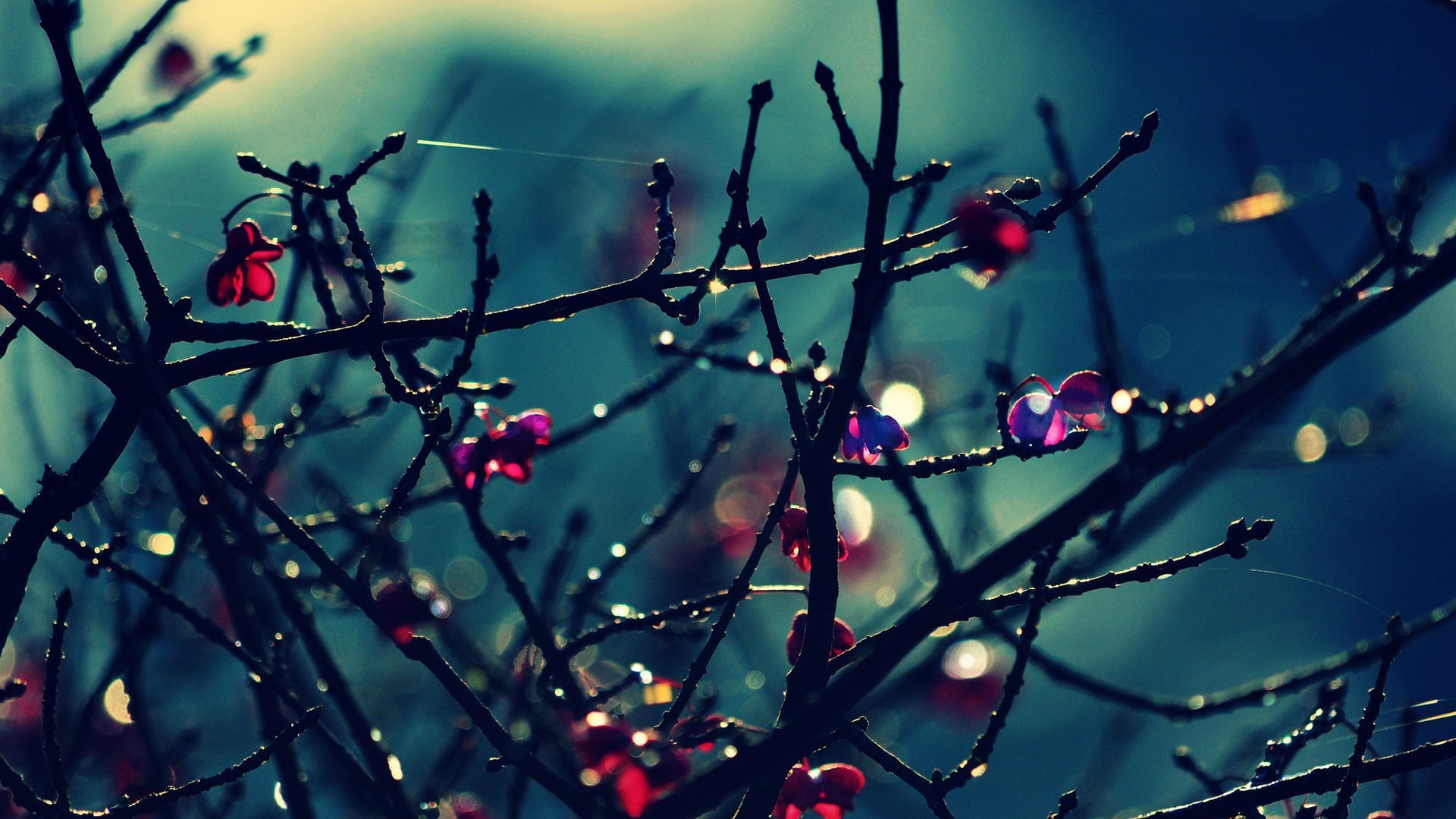 Красные цветы на голых ветках